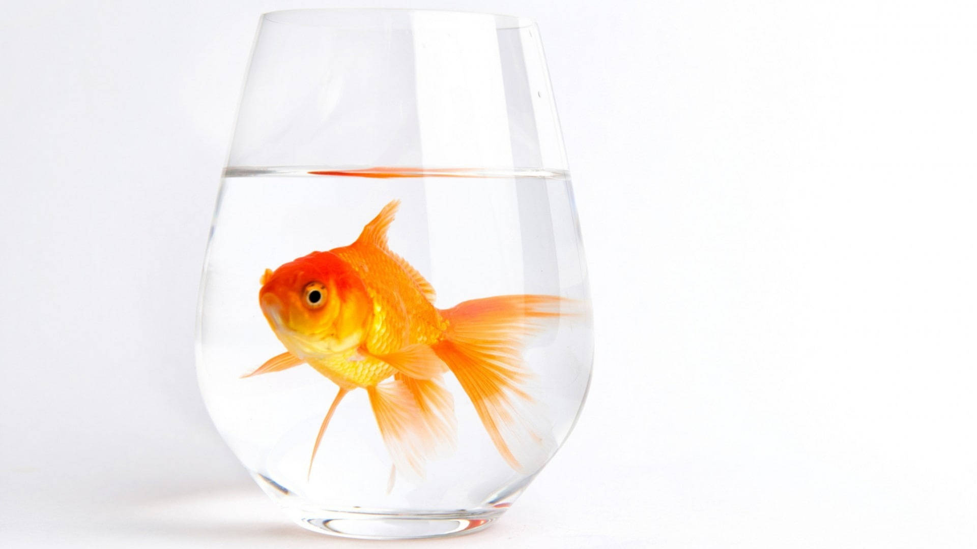 Goldfish Trapped In Glass Background