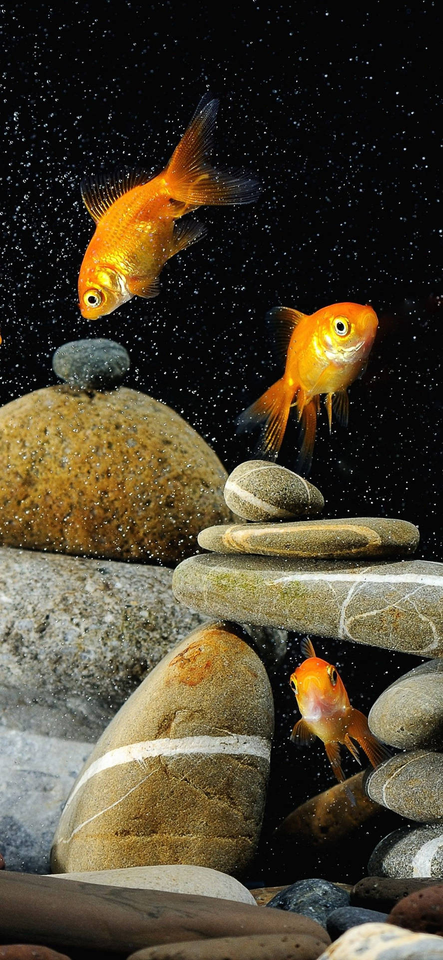 Goldfishes And Rocks Background