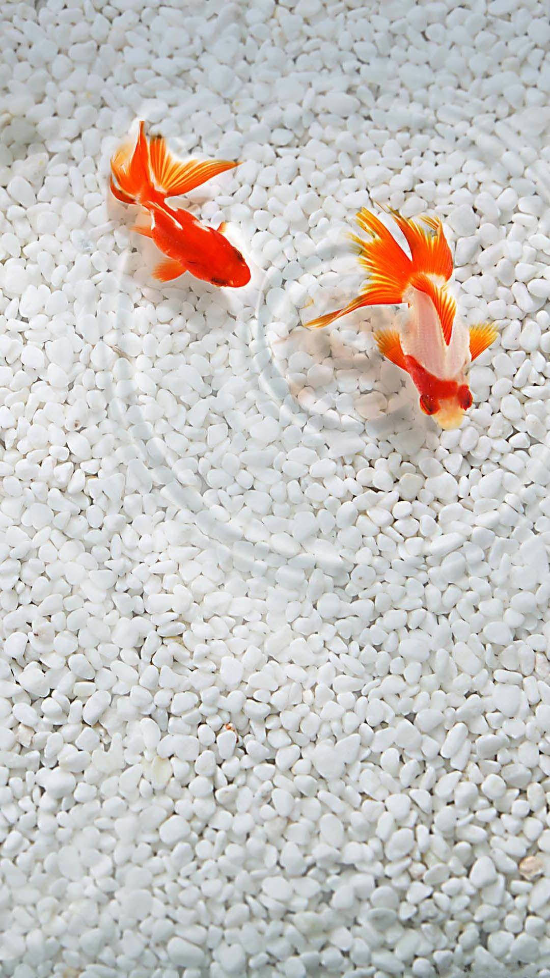 Goldfishes On White Pebbles Background