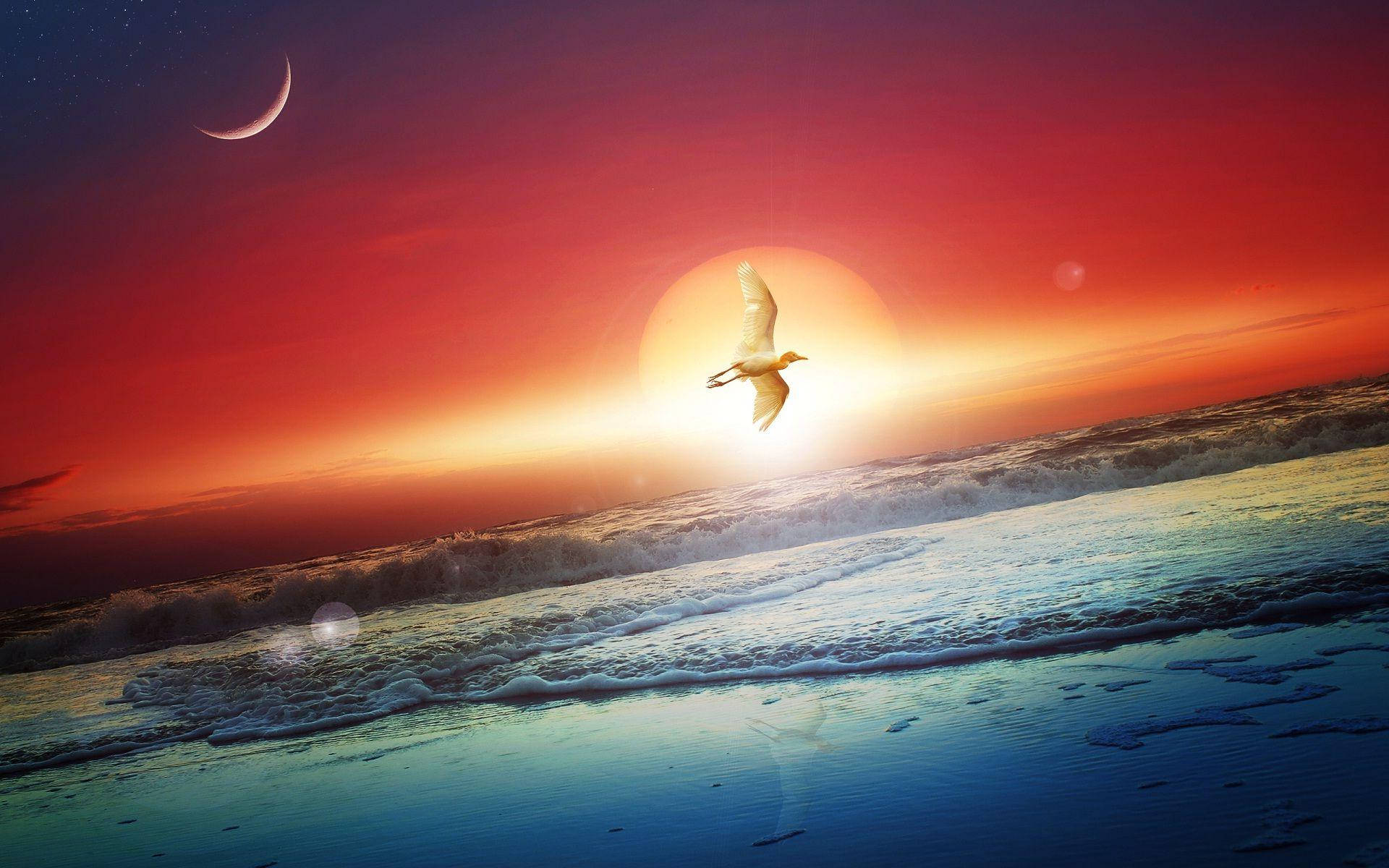 Good Evening Bird Background