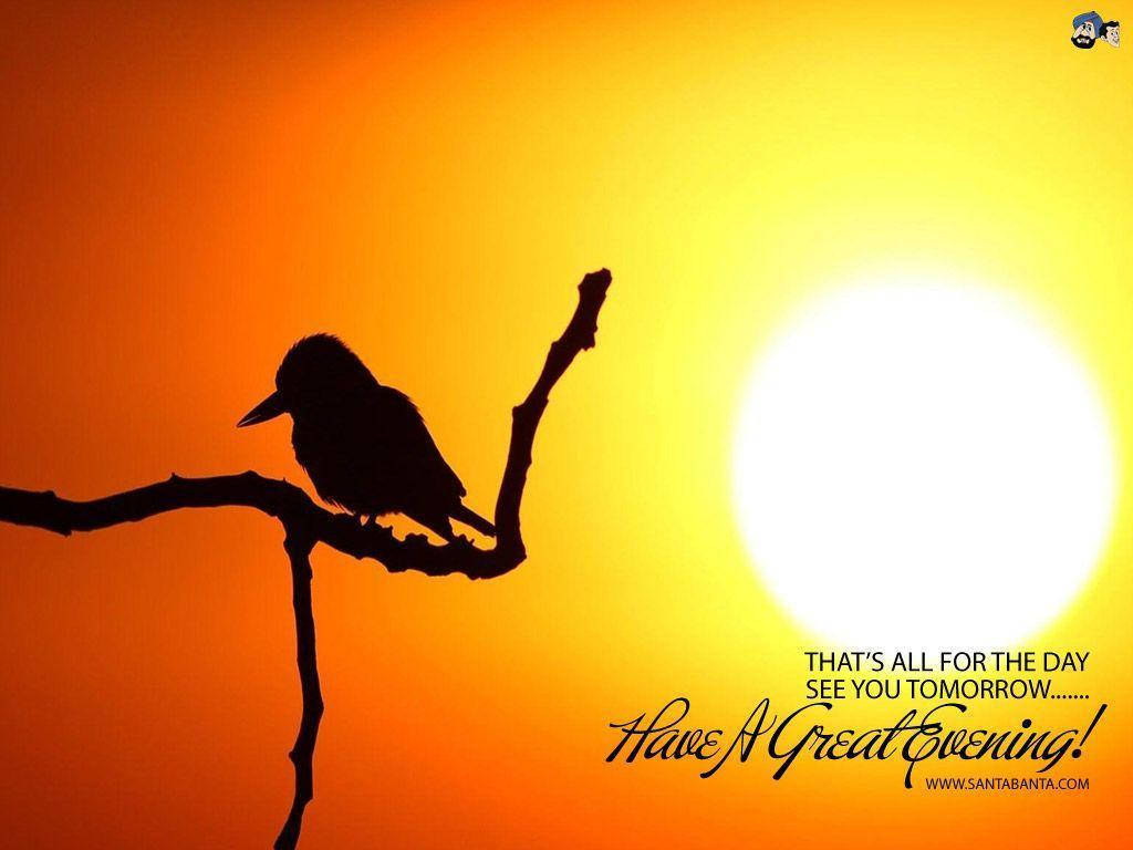 Good Evening Bird Silhouette Background