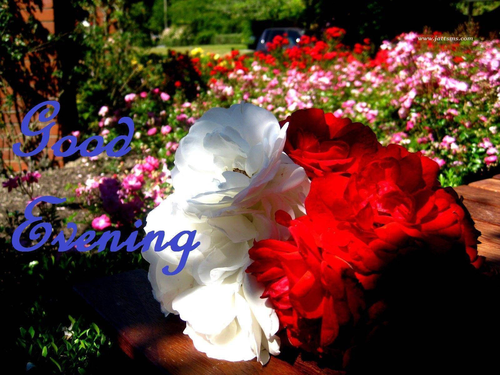 Good Evening Flower Bed Background