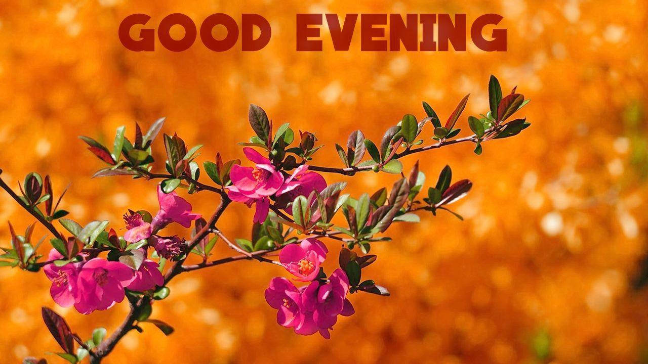 Good Evening Pink Flowers Background