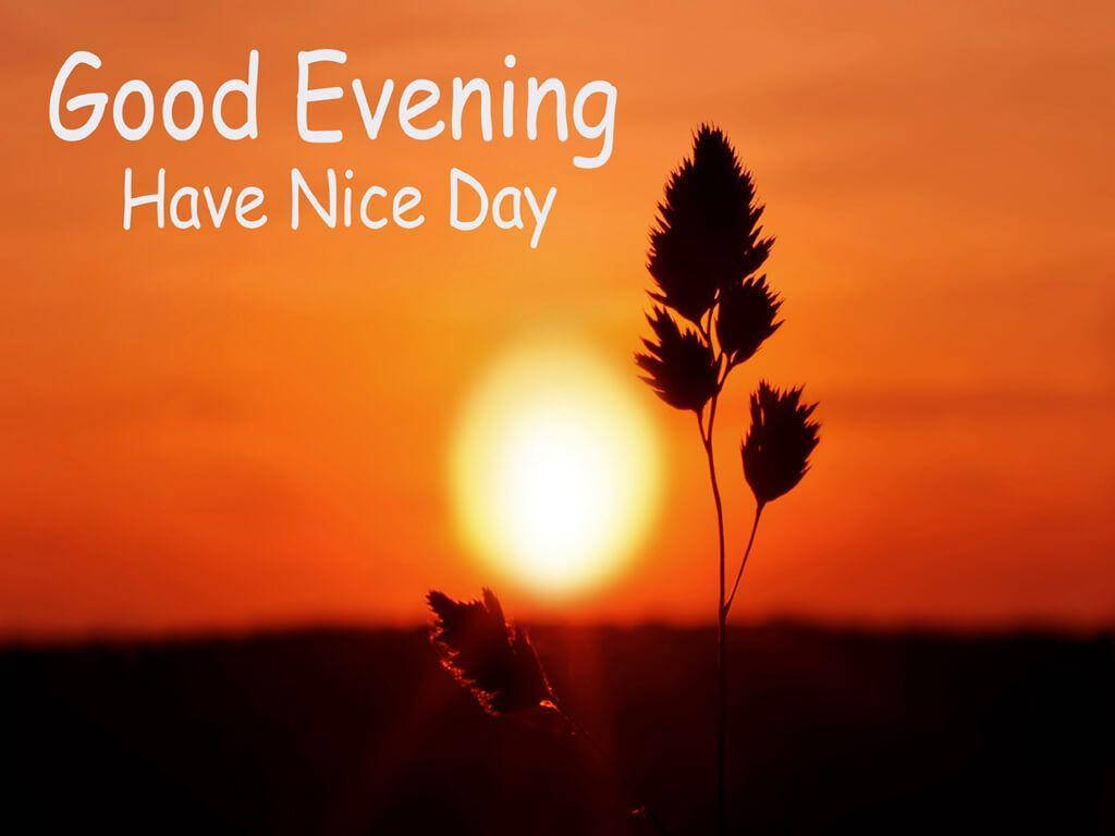 Good Evening Plant Background