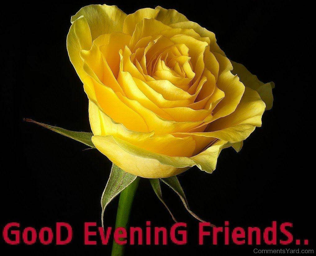 Good Evening Rose Background