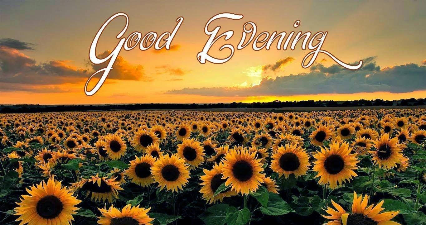 Good Evening Sunflower Field Background