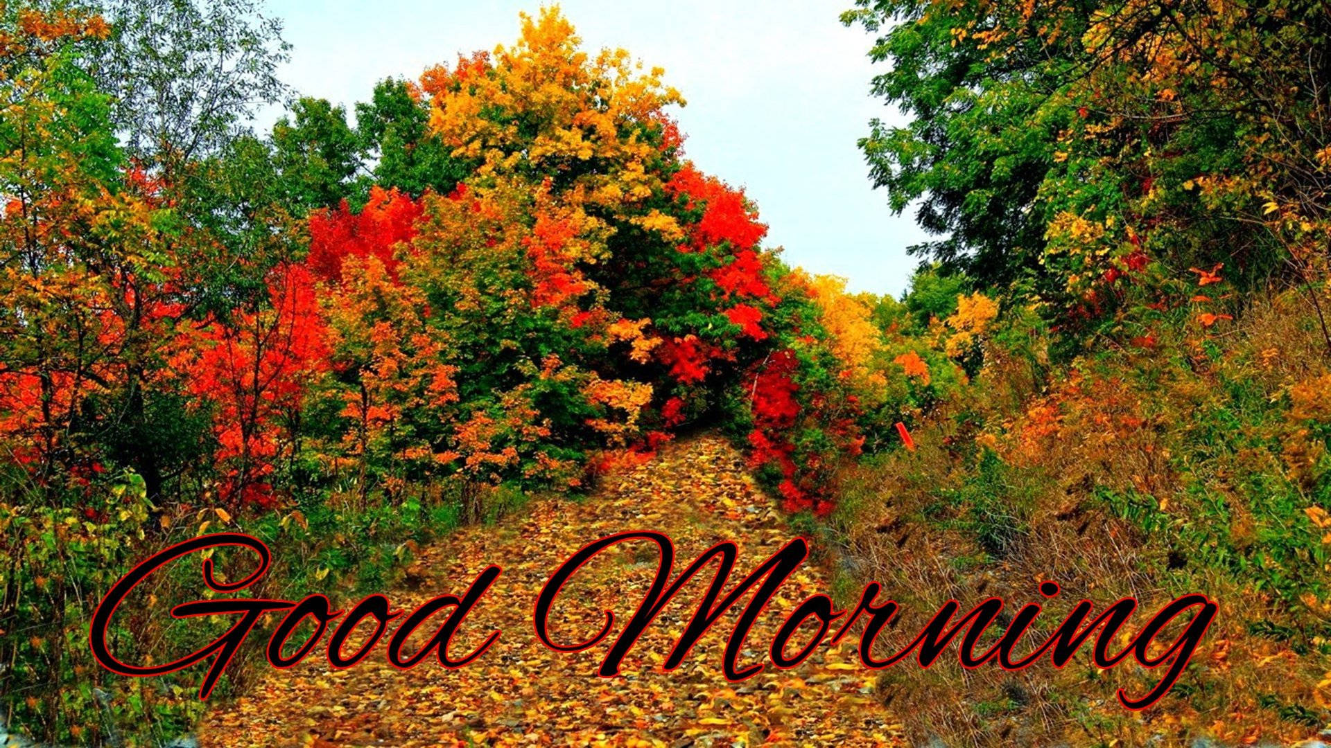 Good Morning Autumn Forest Background