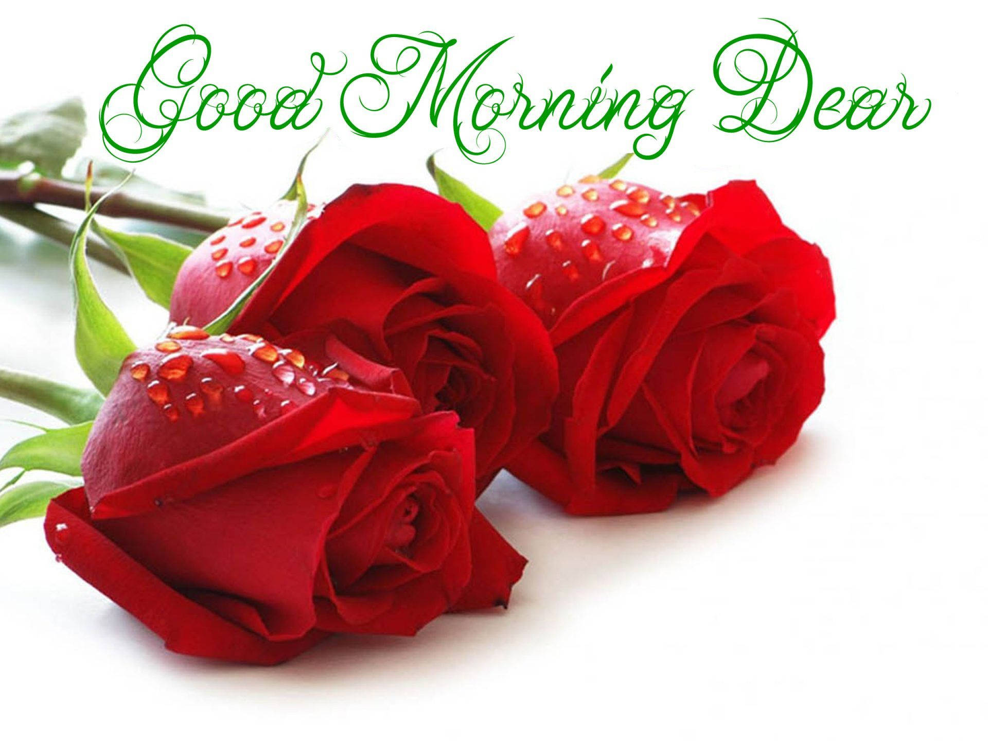 Good Morning Dear Roses Background