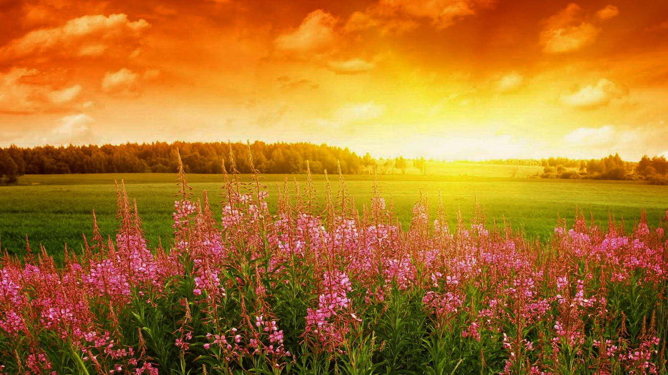 Good Morning Fireweed Field Background