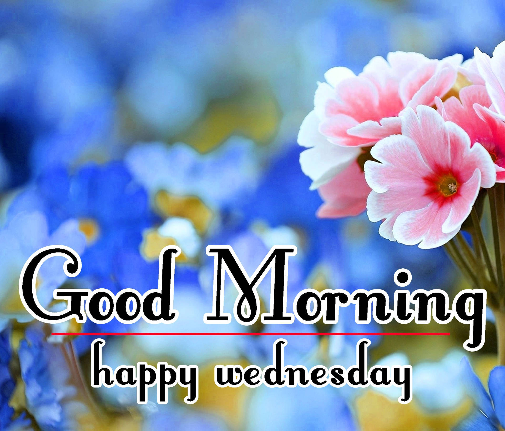 Good Morning Happy Wednesday Flowers Background