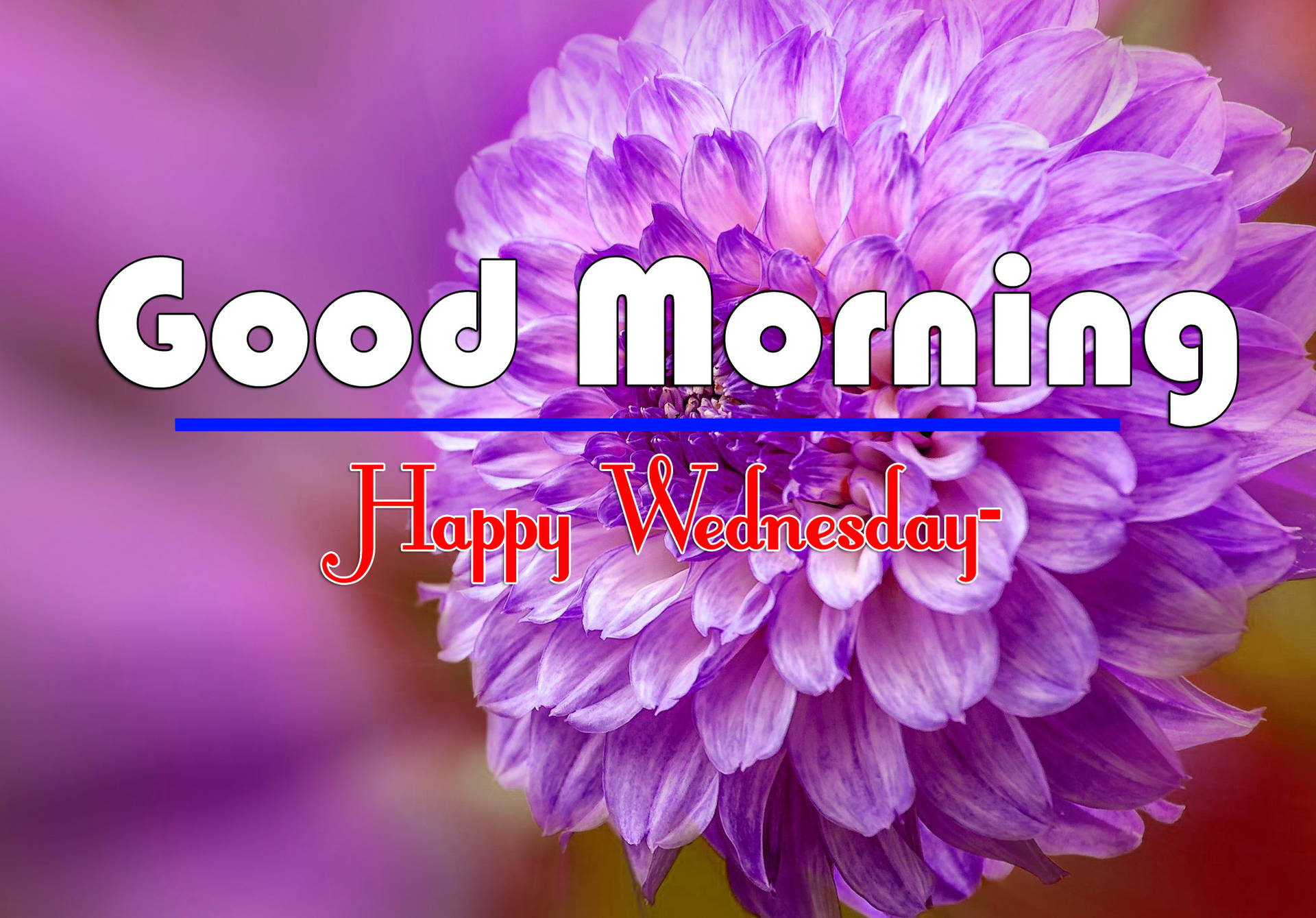 Good Morning Happy Wednesday Purple Flower Background