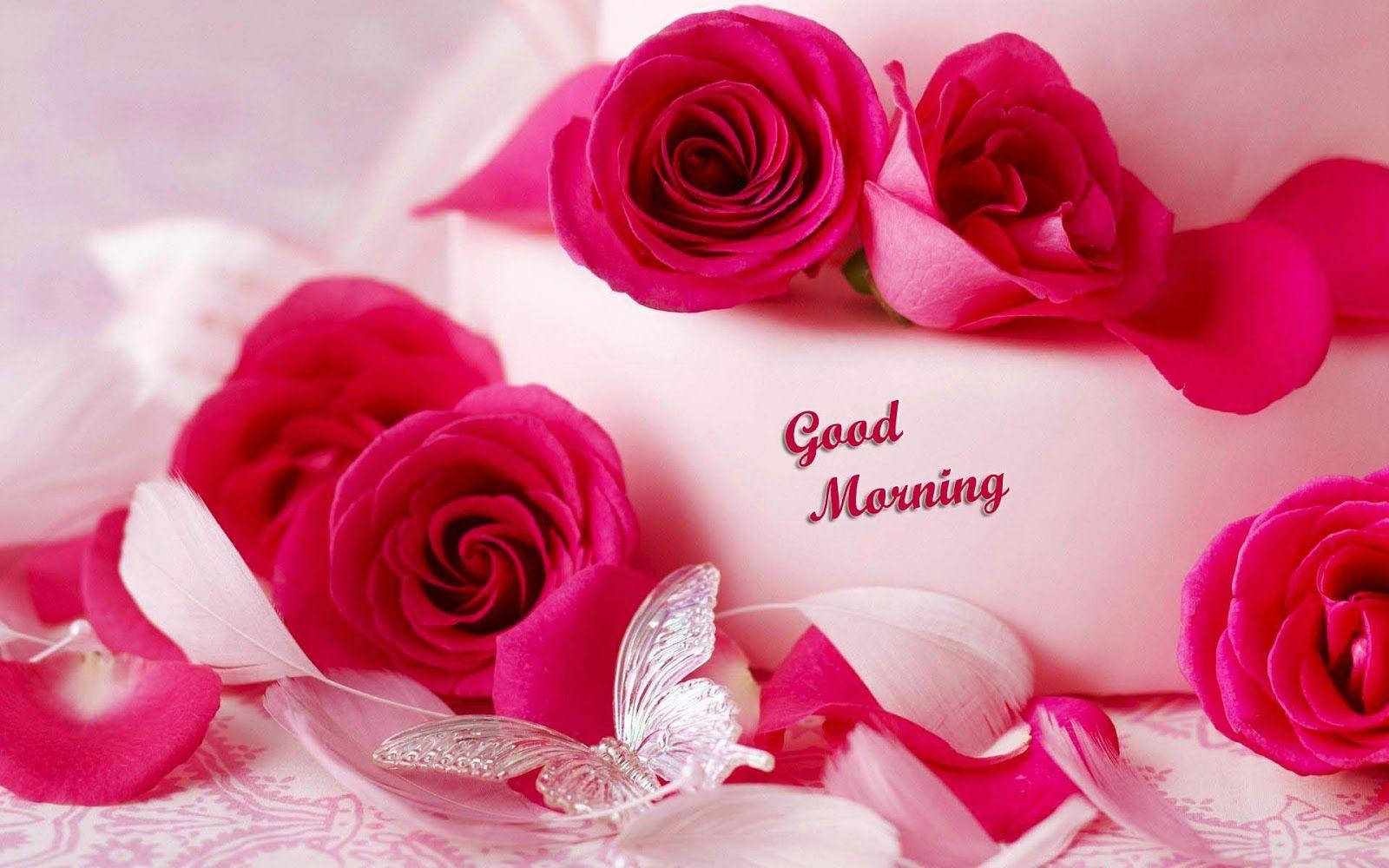 Good Morning Hd Bright Pink Roses Background