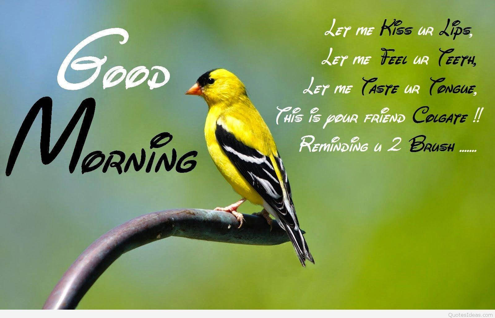 Good Morning Hd With A Goldfinch Background