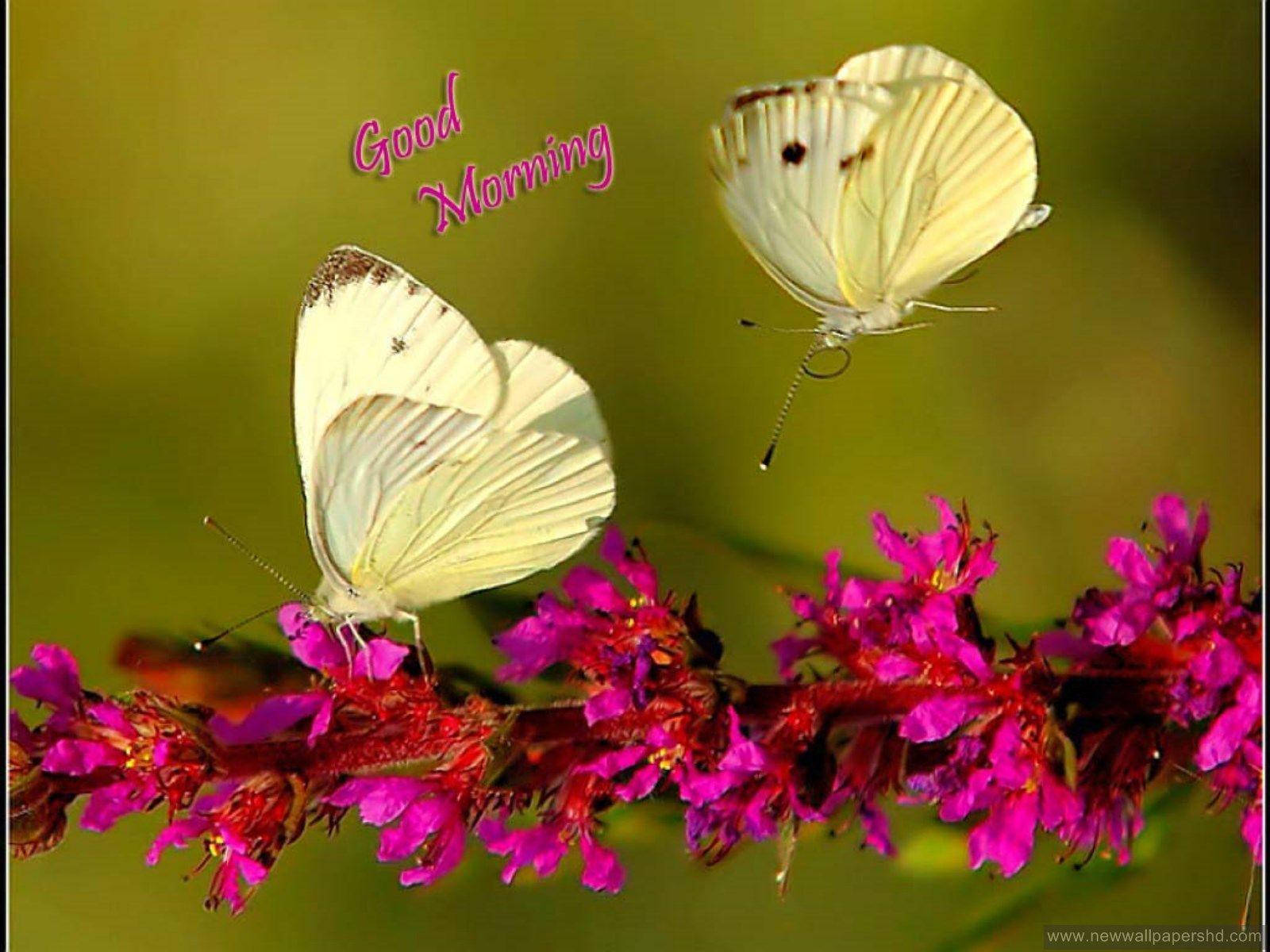 Good Morning Hd With Butterflies