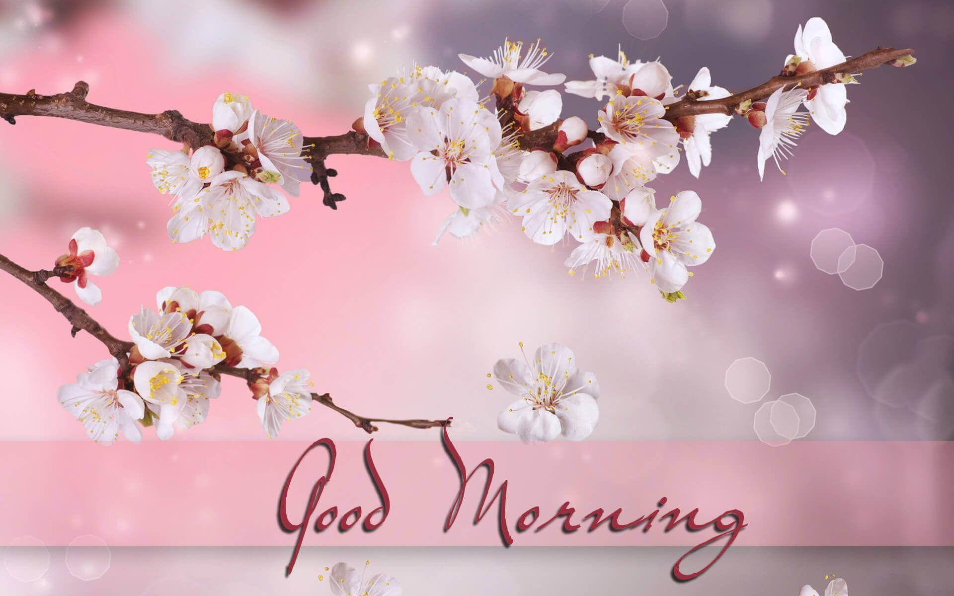 Good Morning Hd With Cherry Blossom Background