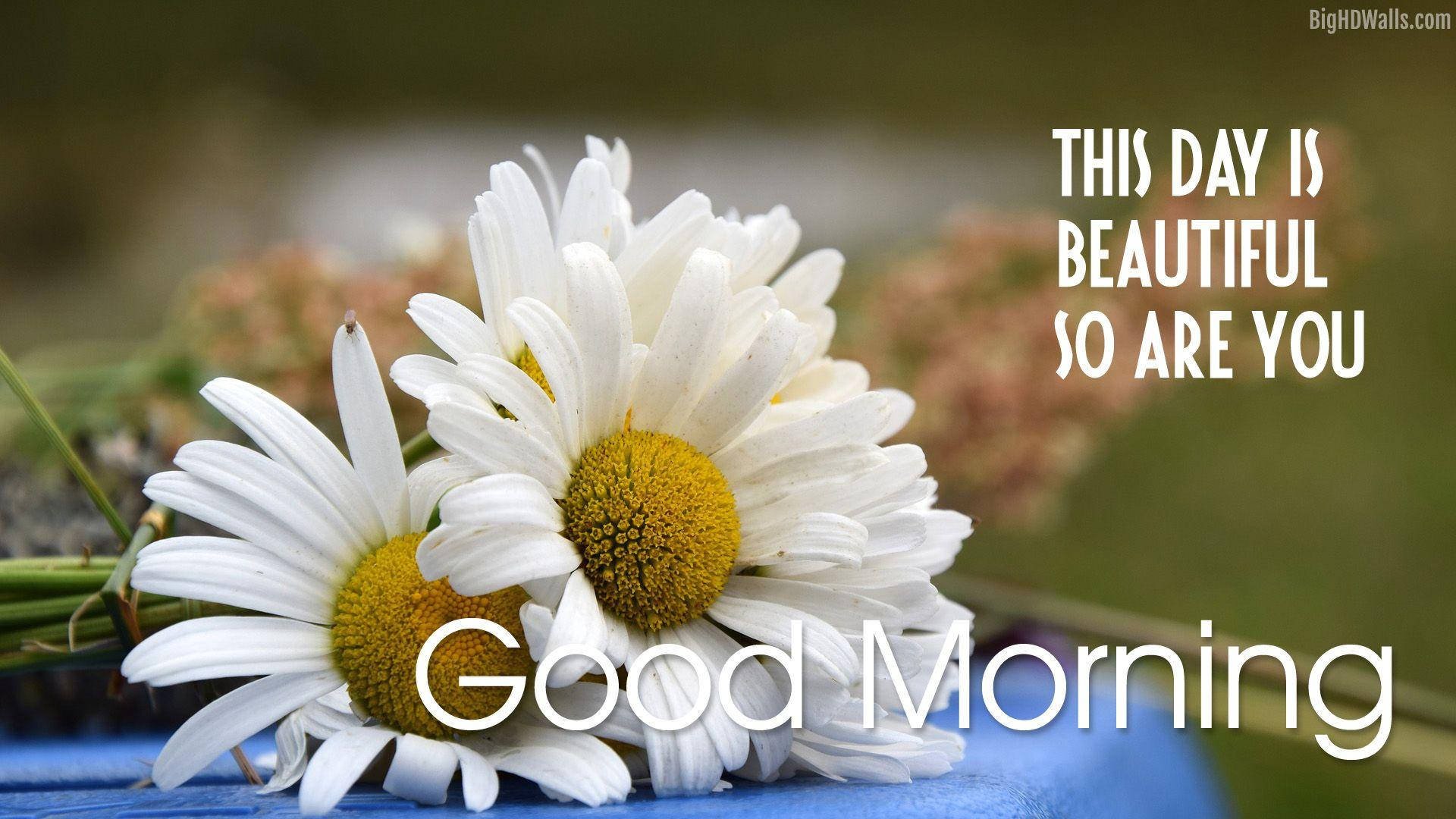 Good Morning Hd With Daisy Background