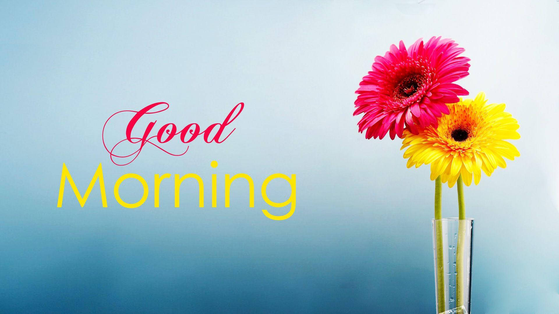 Good Morning Hd With Gerbera Daisies Background