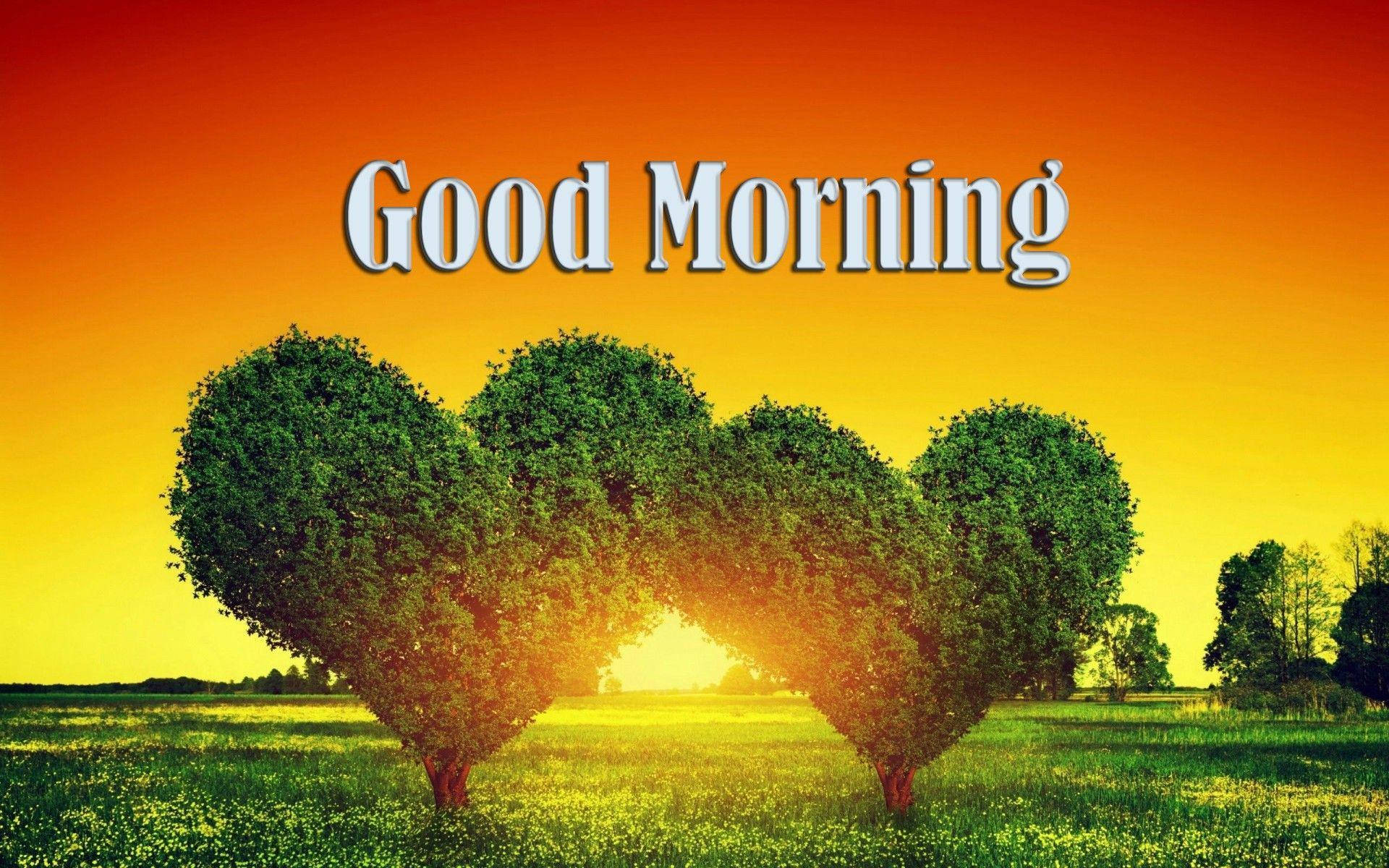 Good Morning Hd With Heart Trees Background