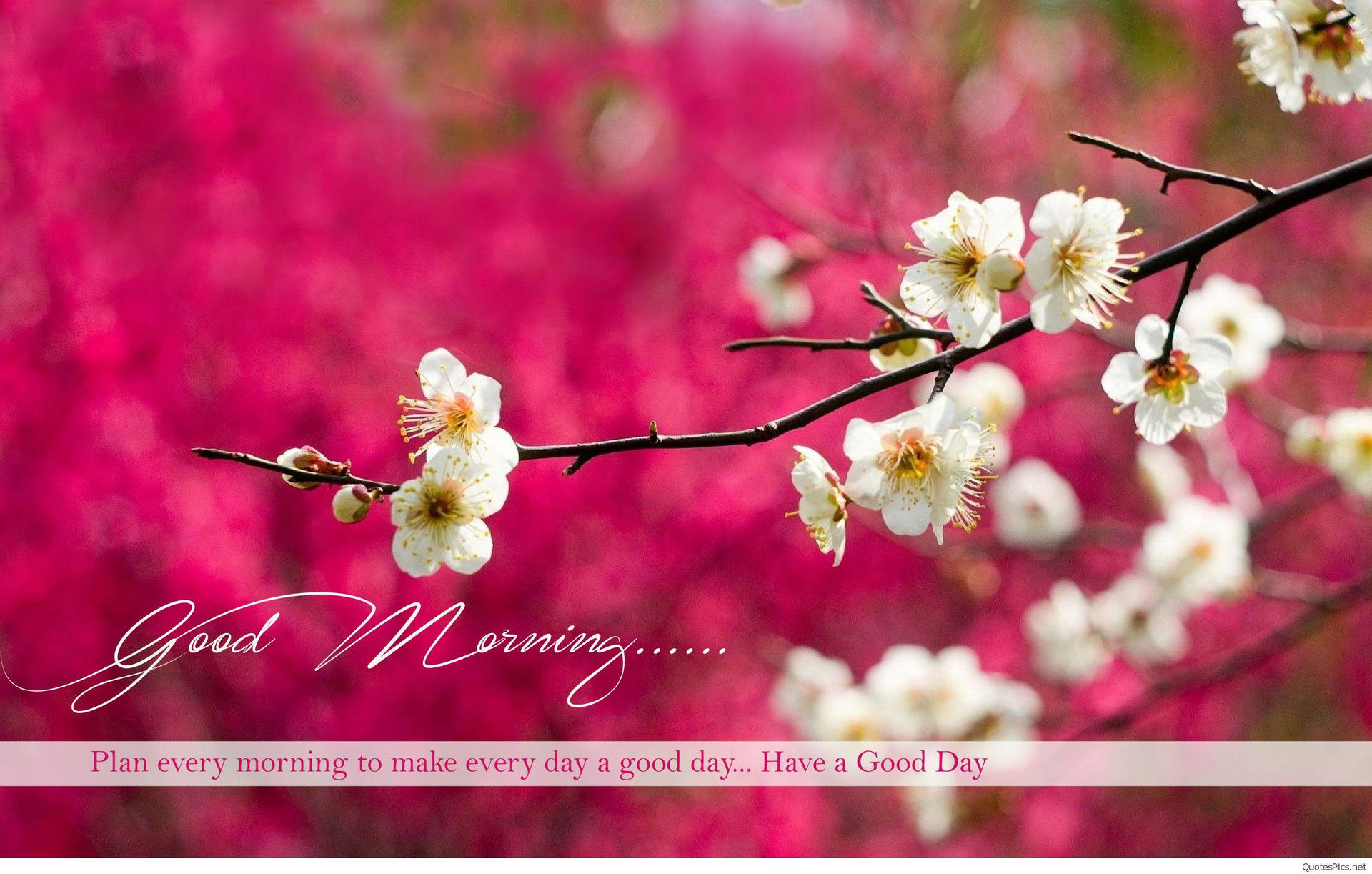 Good Morning Hd With Spring White Blooms Background