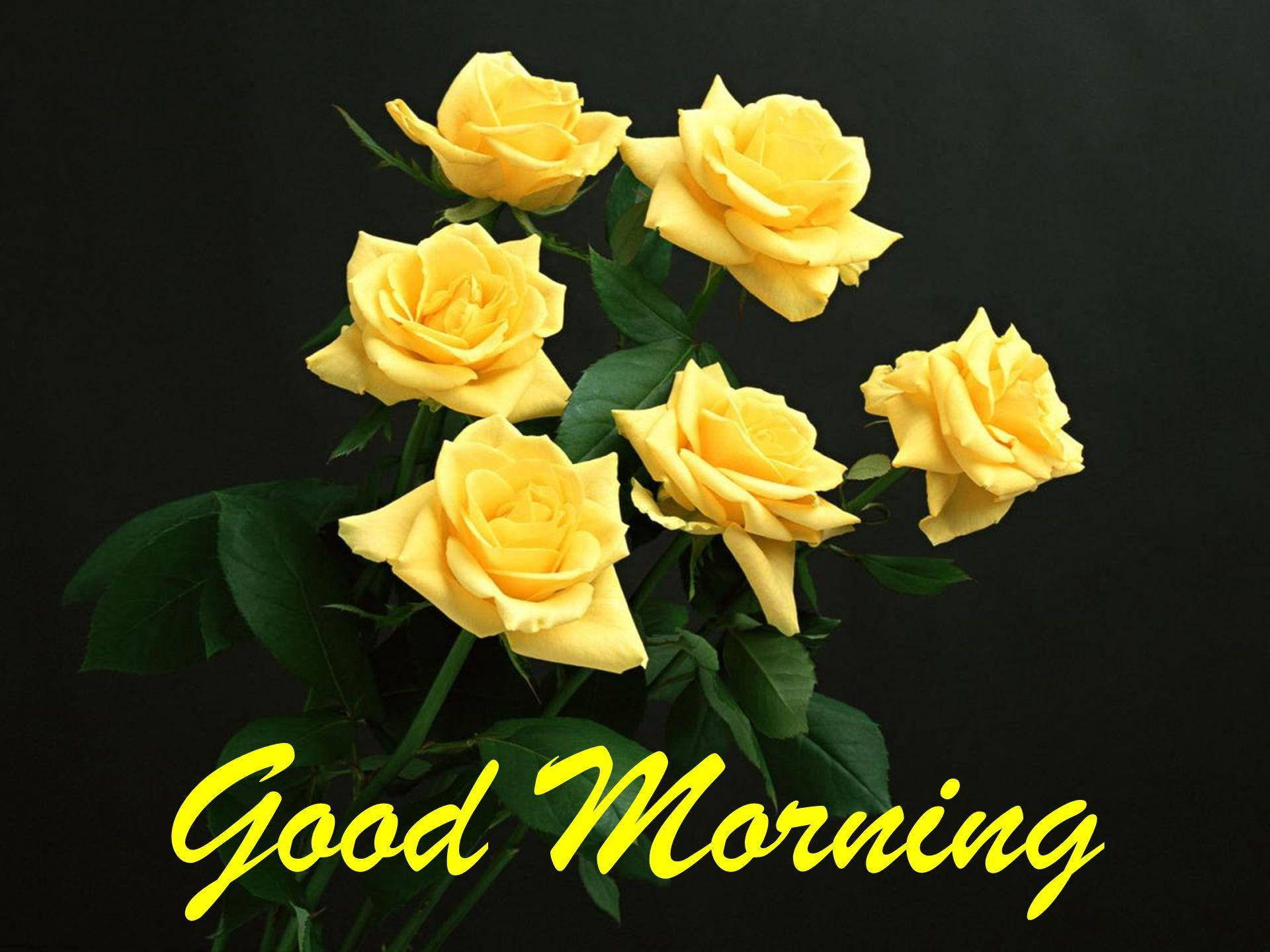 Good Morning Hd With Yellow Roses Background