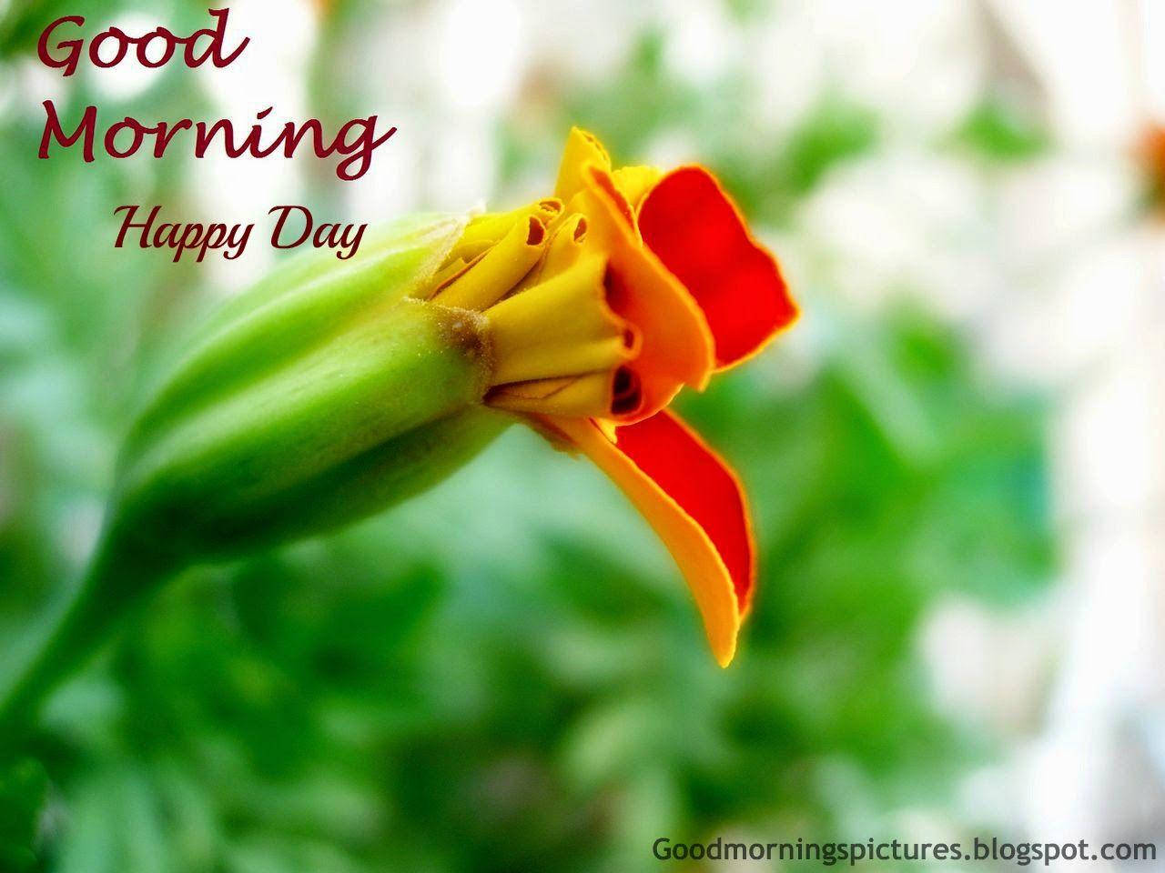 Good Morning Hd Yellow Flower Background