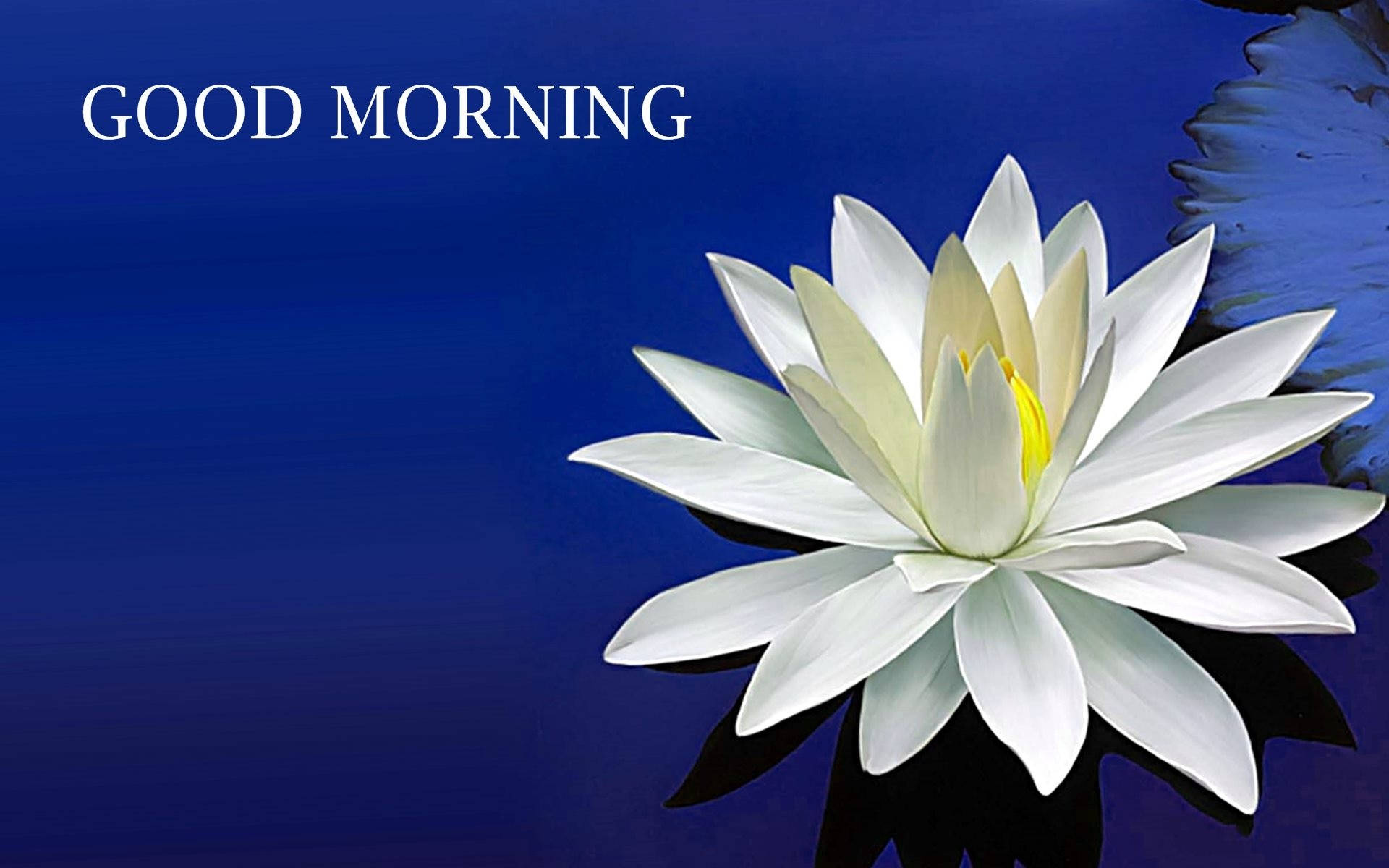 Good Morning Lotus Flower Background