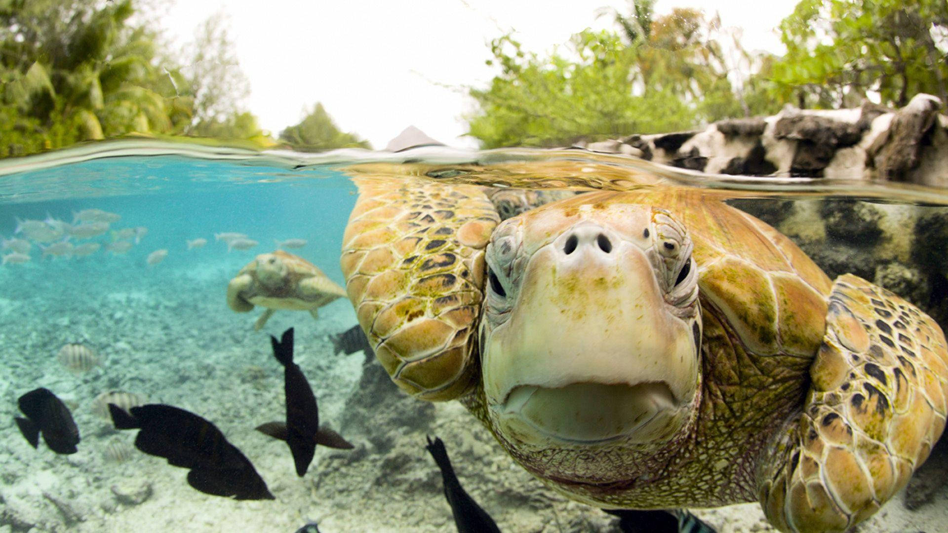 Goofy Sea Turtle