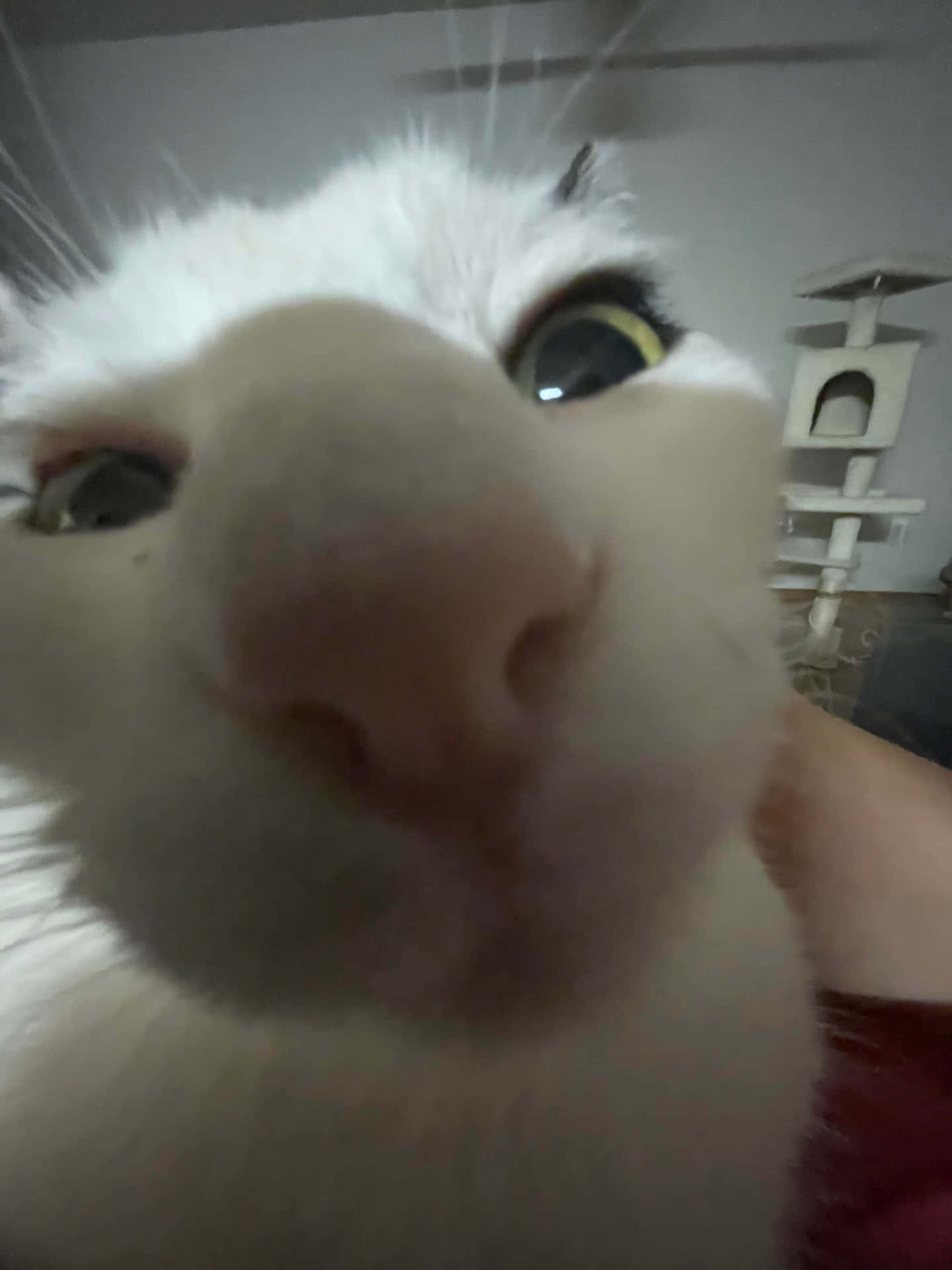 Goofy Zoomed Cute Cat Pfp Background