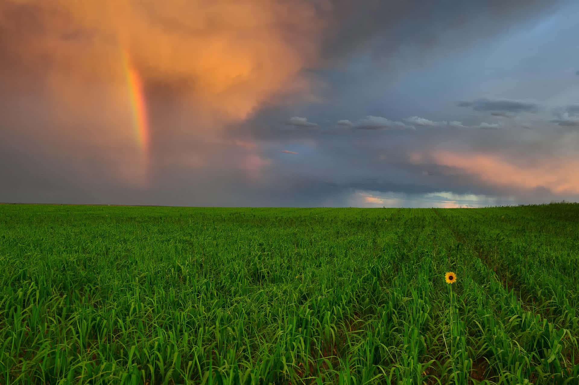 Google Landscape 2048 X 1363 Background