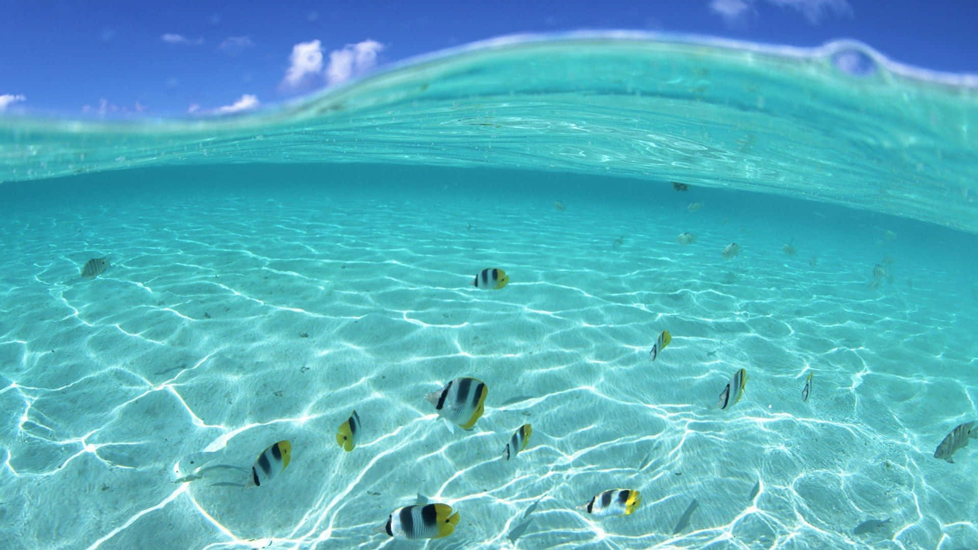Google Pixel Water Fish Swimming Background