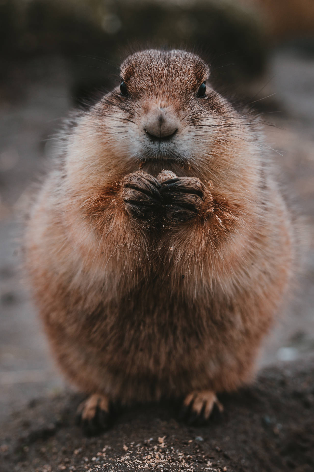 Gopher Snacking On Food Background