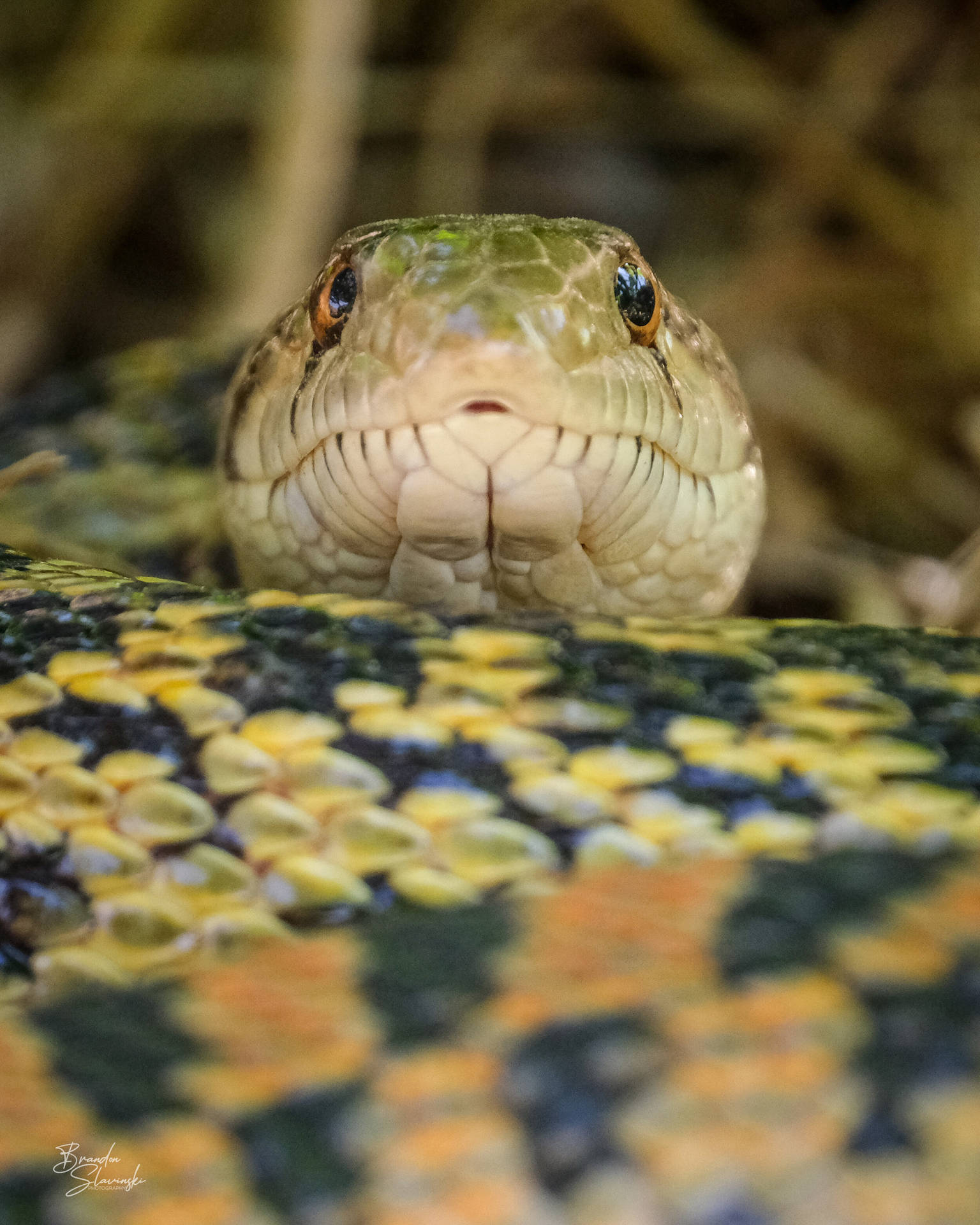 Gopher Snake Black And Brown Scales