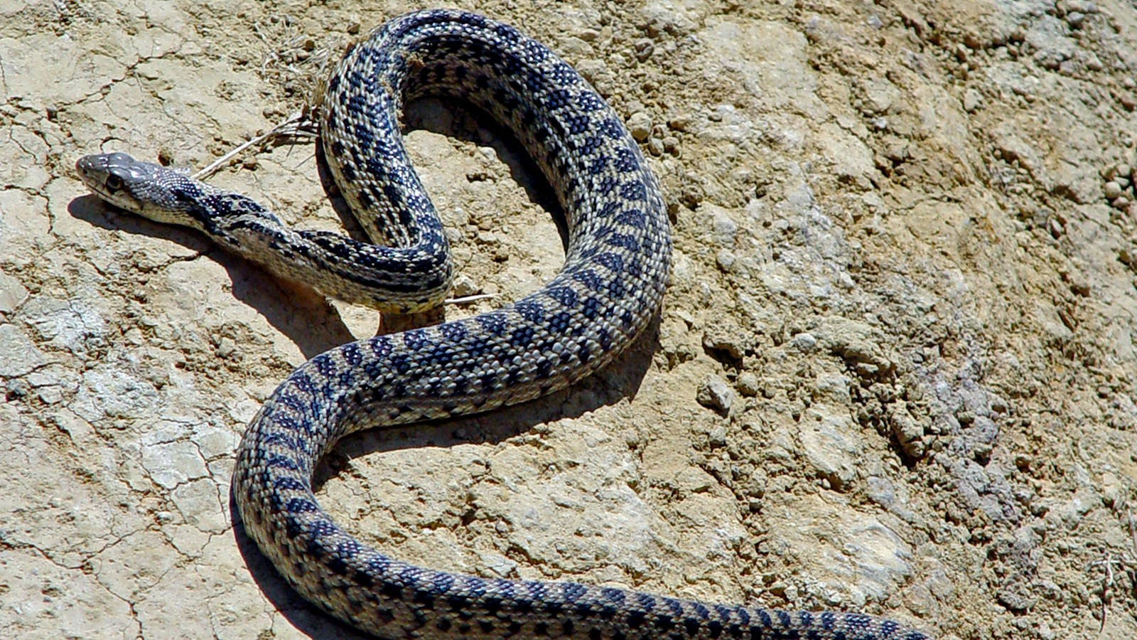 Gopher Snake Black And Gray Scales