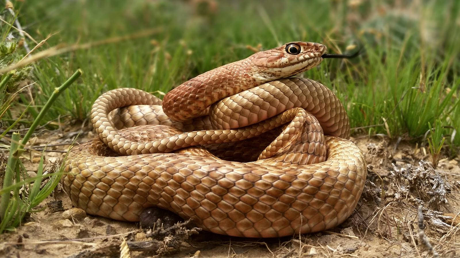 Gopher Snake Coiled Into A Ball