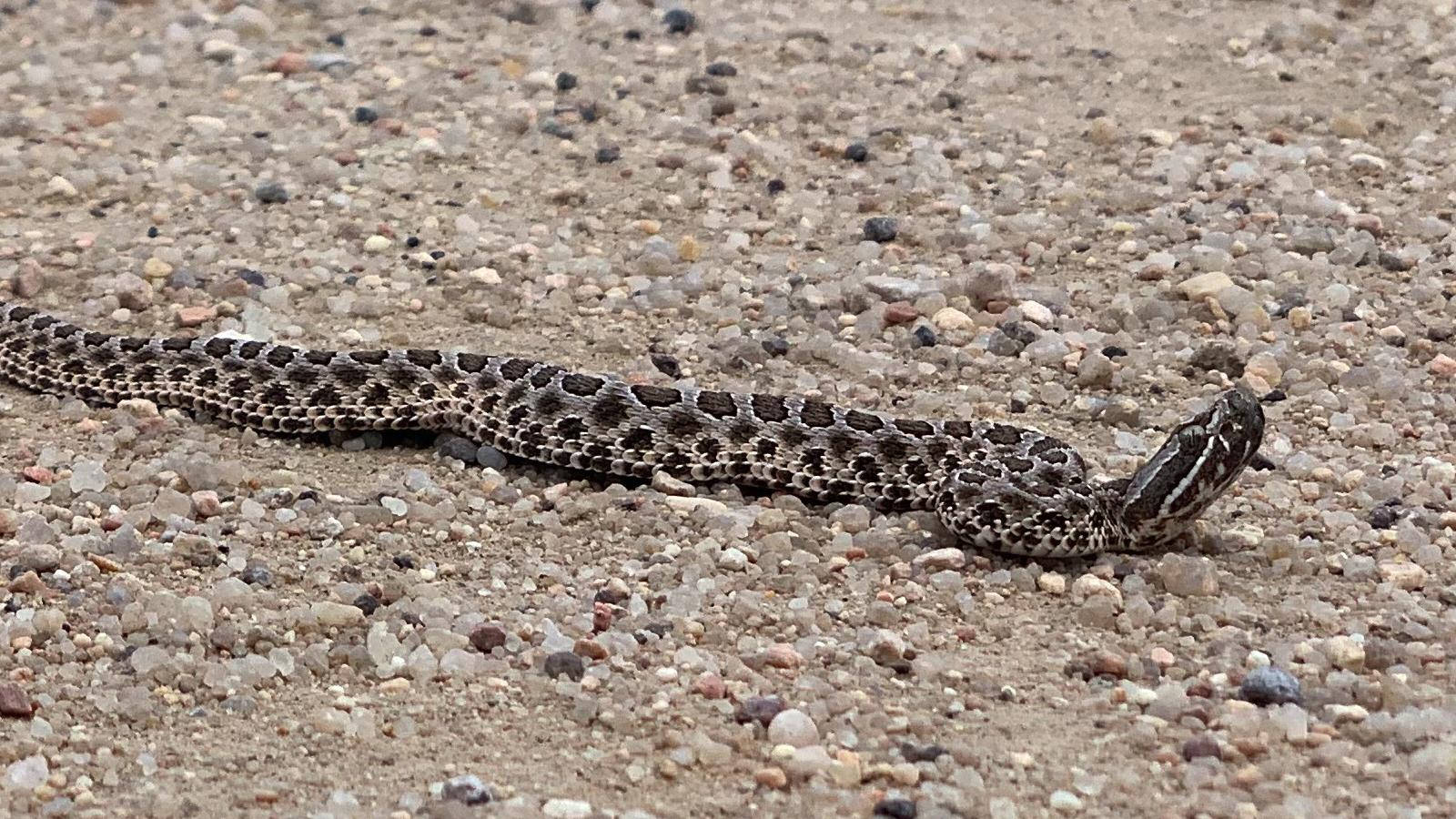 Gopher Snake Cold-blooded Animal