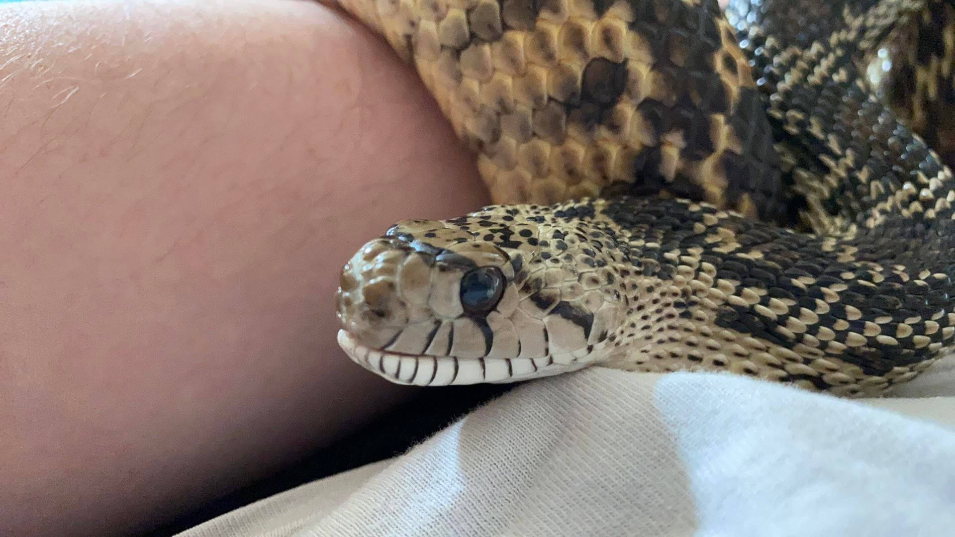 Gopher Snake Docile Reptile