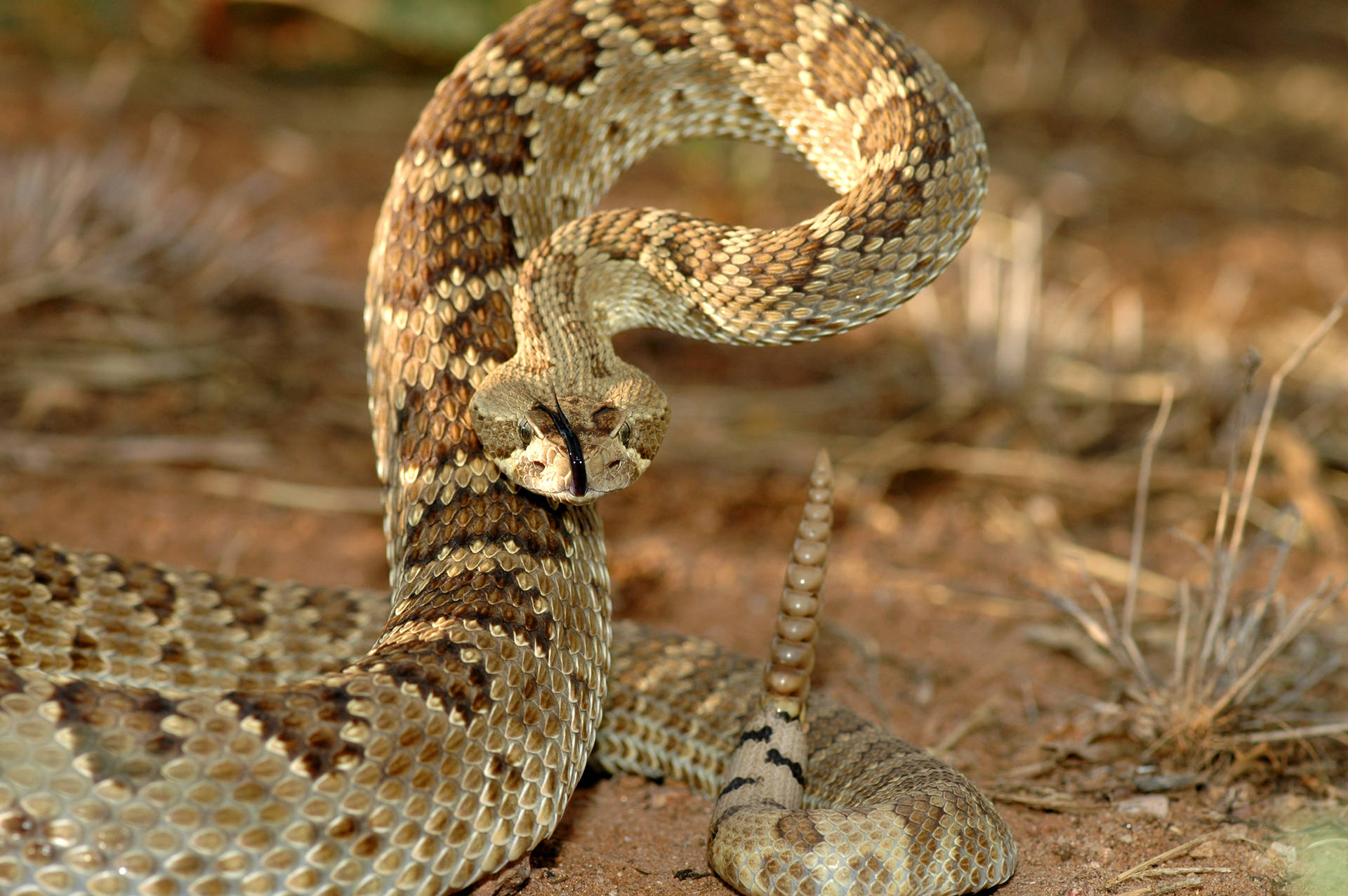 Gopher Snake In Intimidating Striking Posture