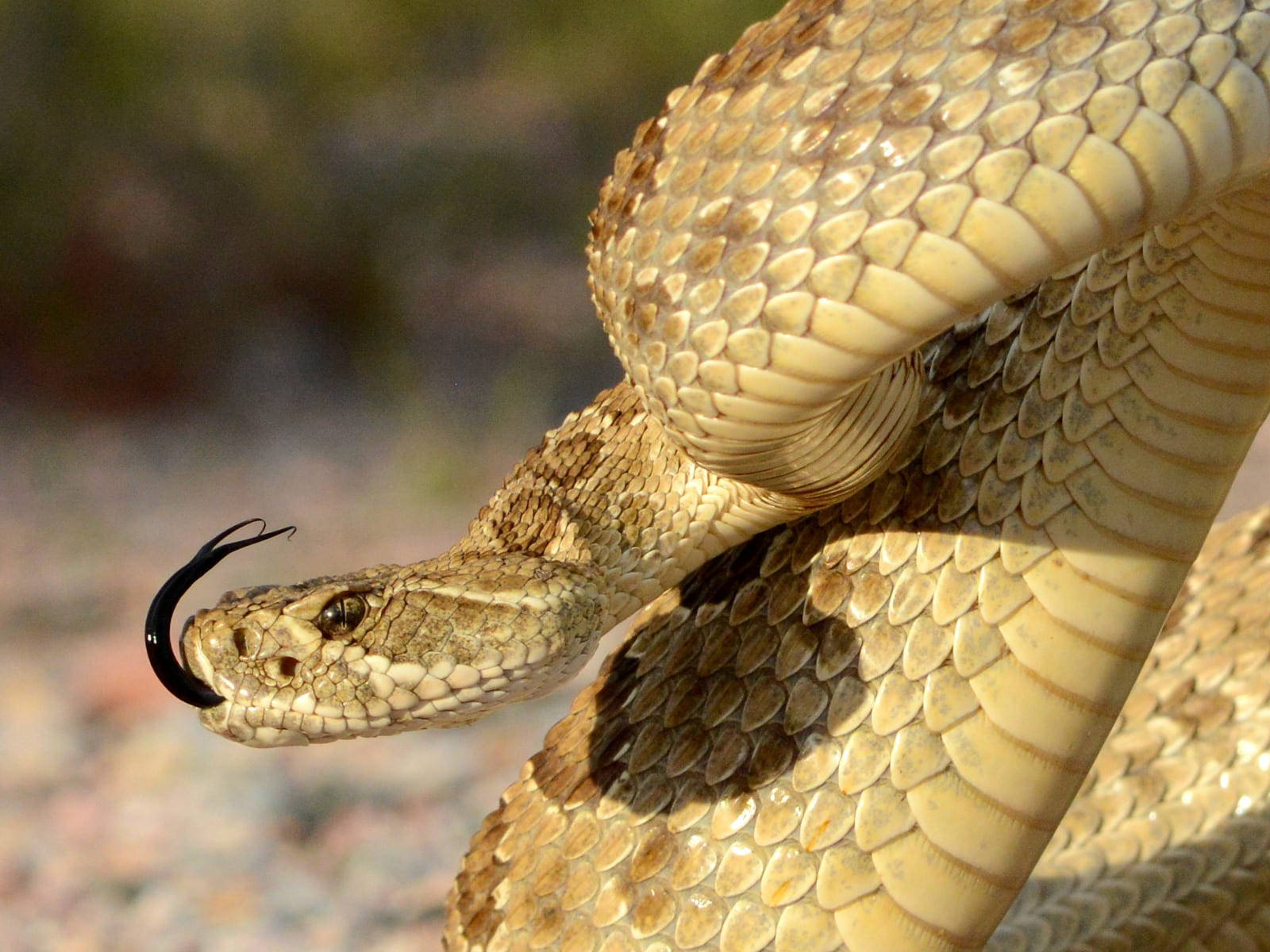 Gopher Snake In Striking Posture