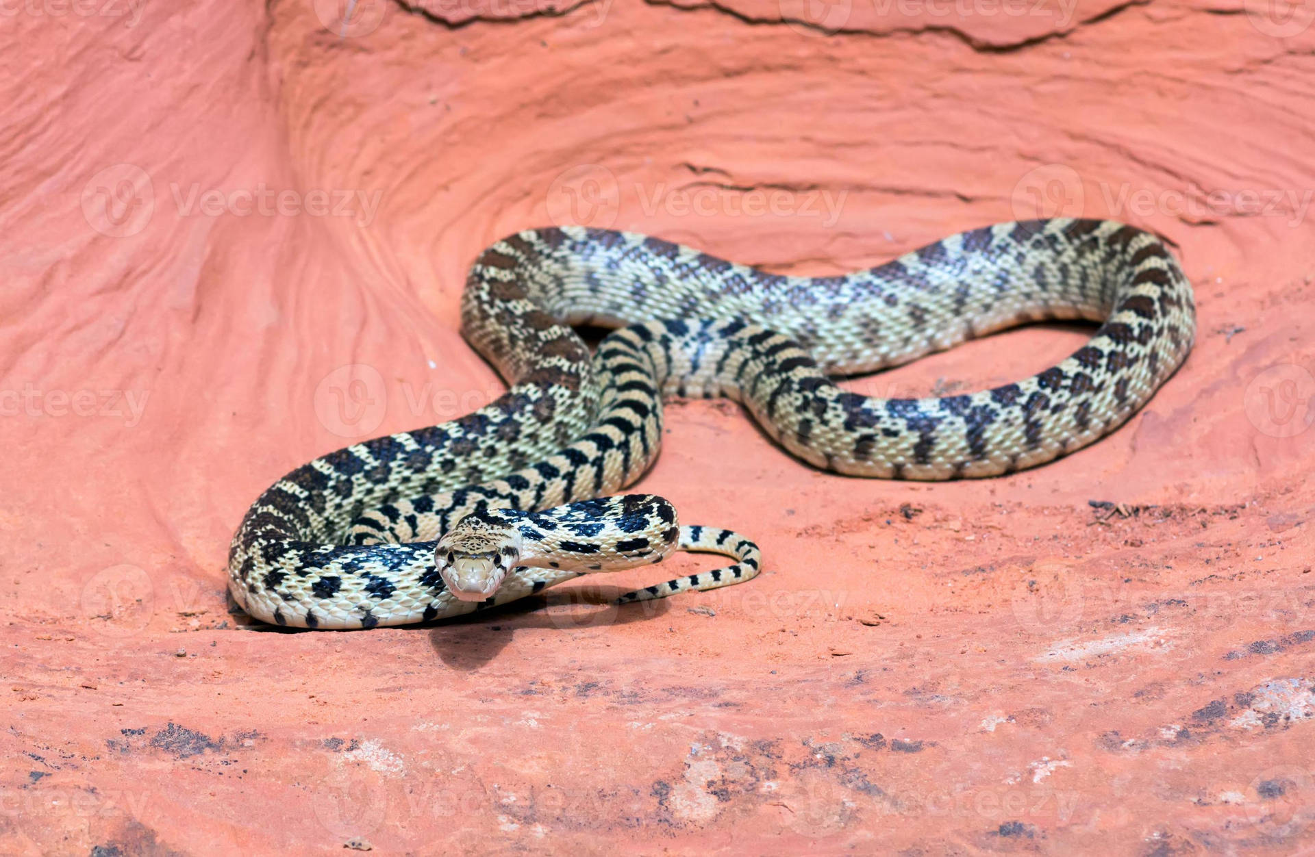 Gopher Snake Inside A Cave