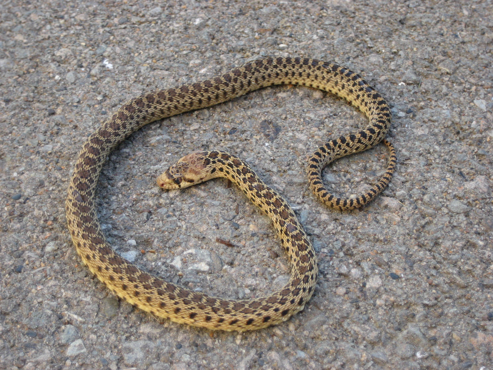 Gopher Snake Juvenile Reptile