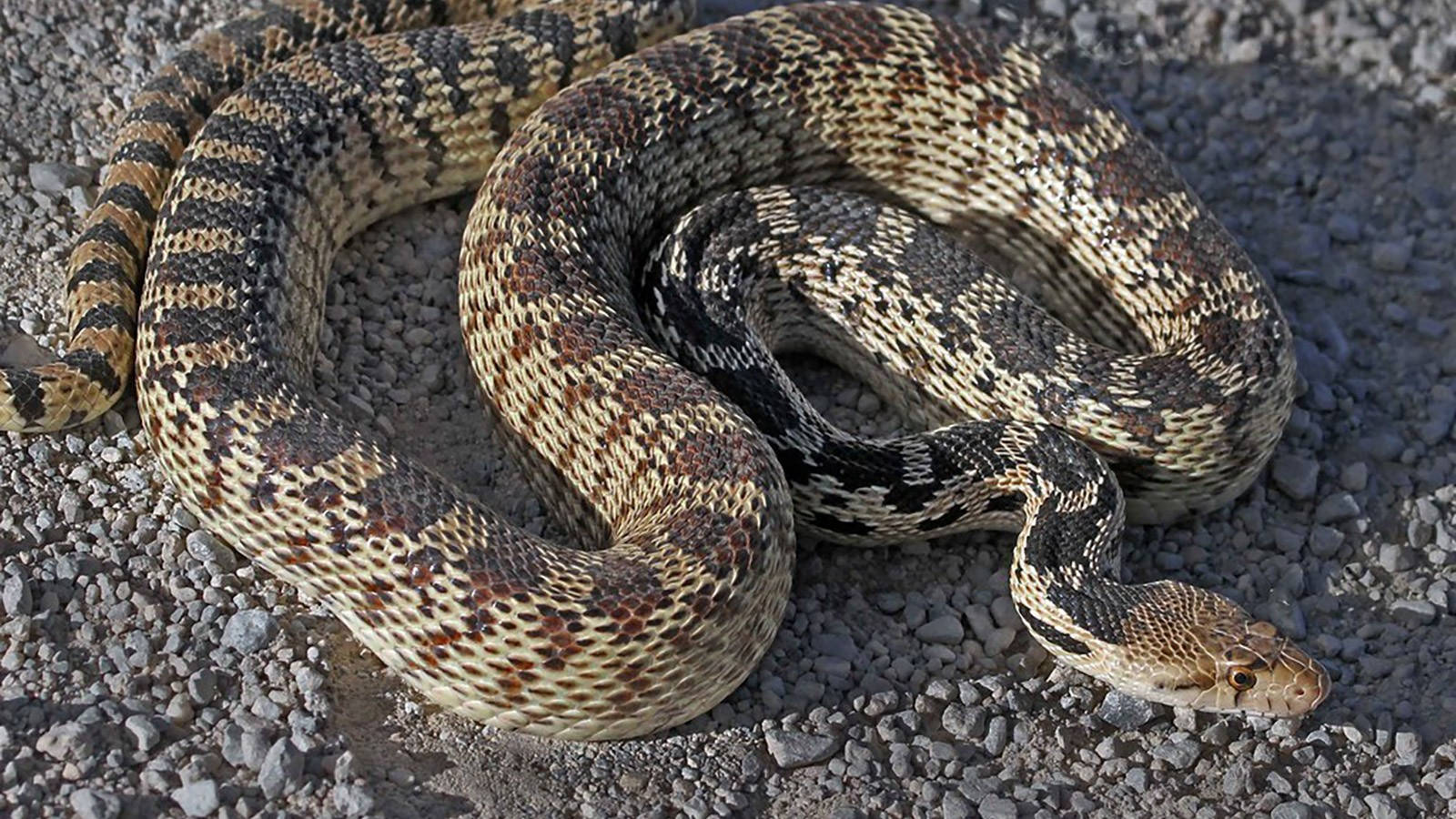 Gopher Snake Non-venomous Reptile