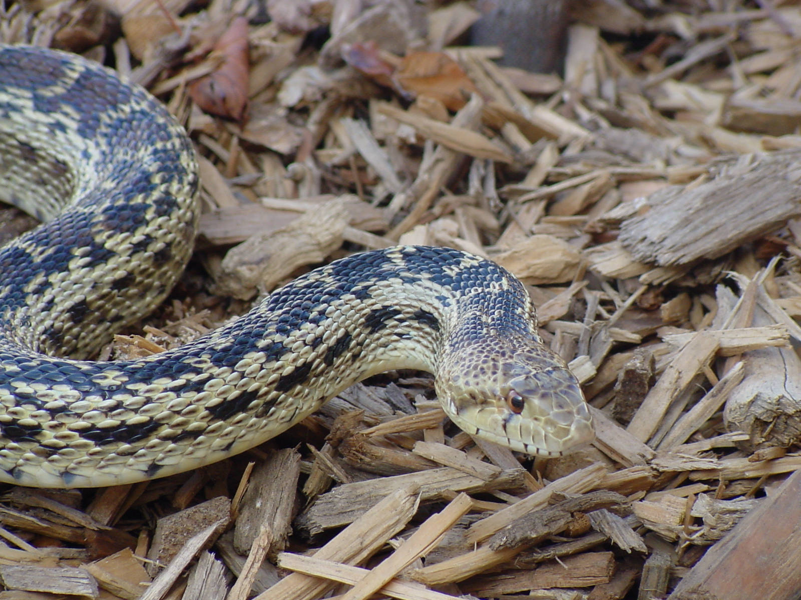 Gopher Snake On A Forest Floor