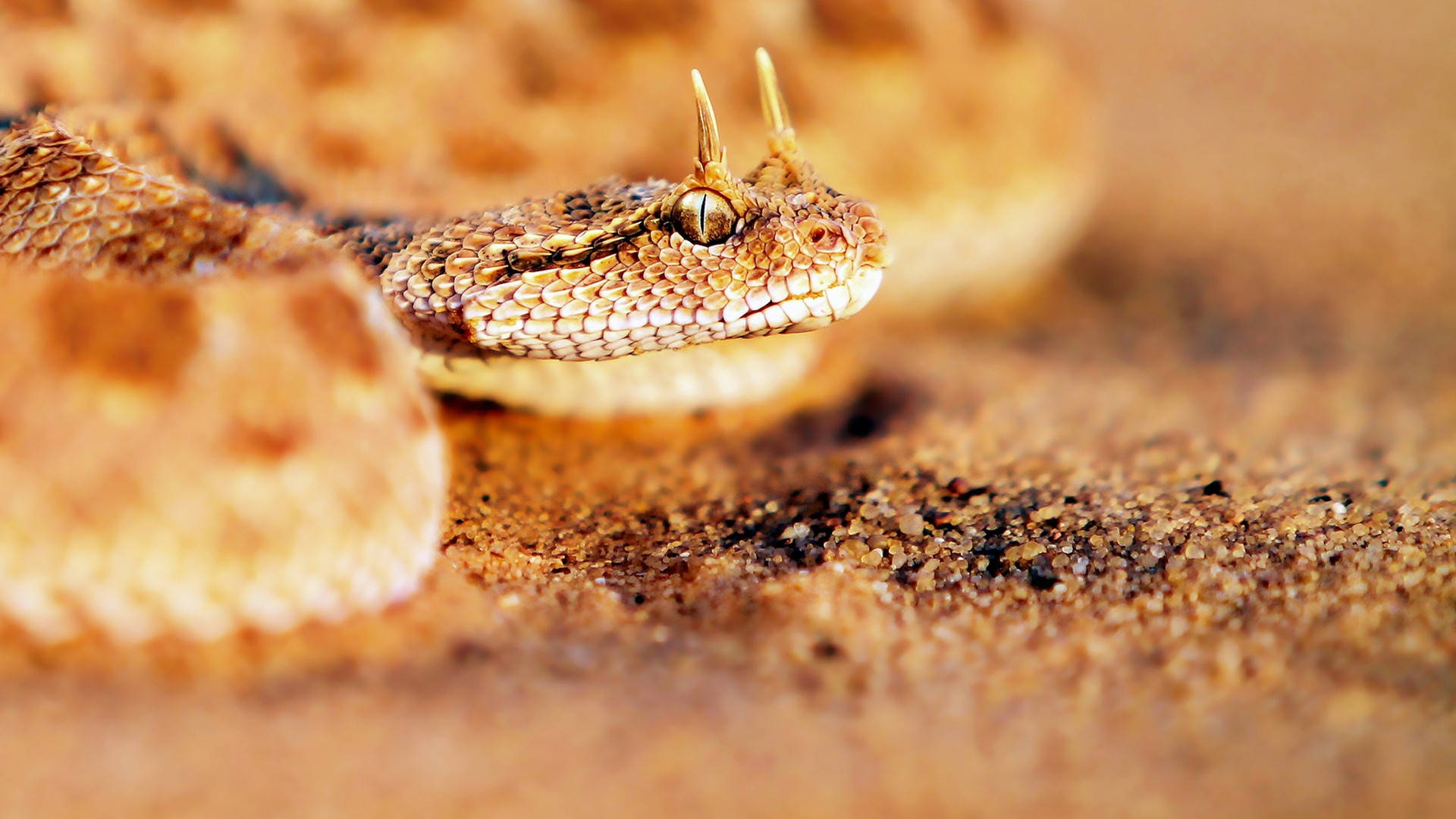 Gopher Snake On Desert