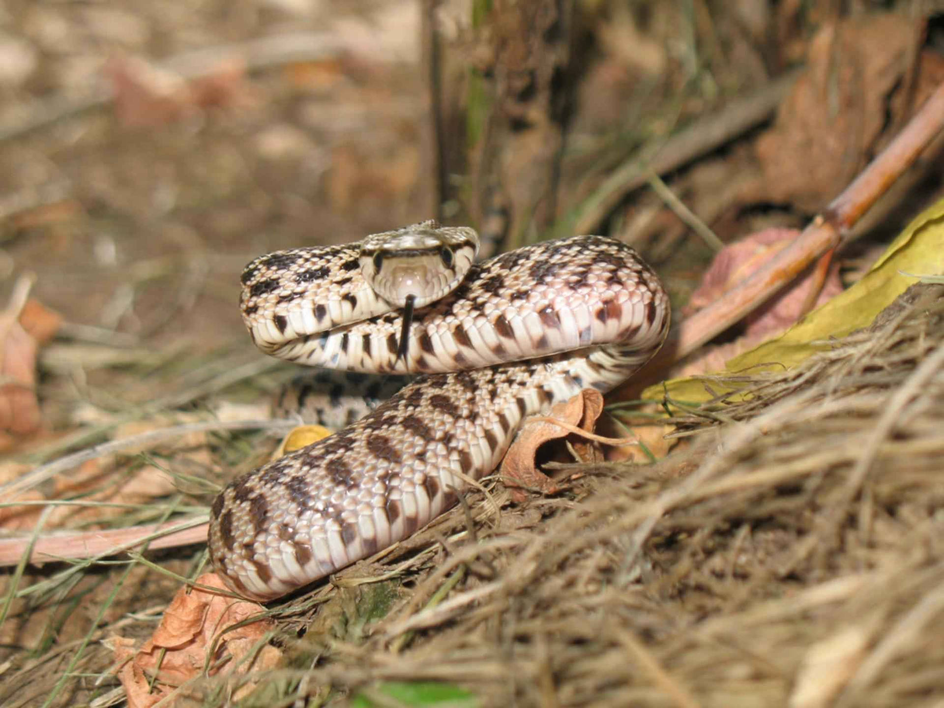 Gopher Snake Rearing Up In Forest