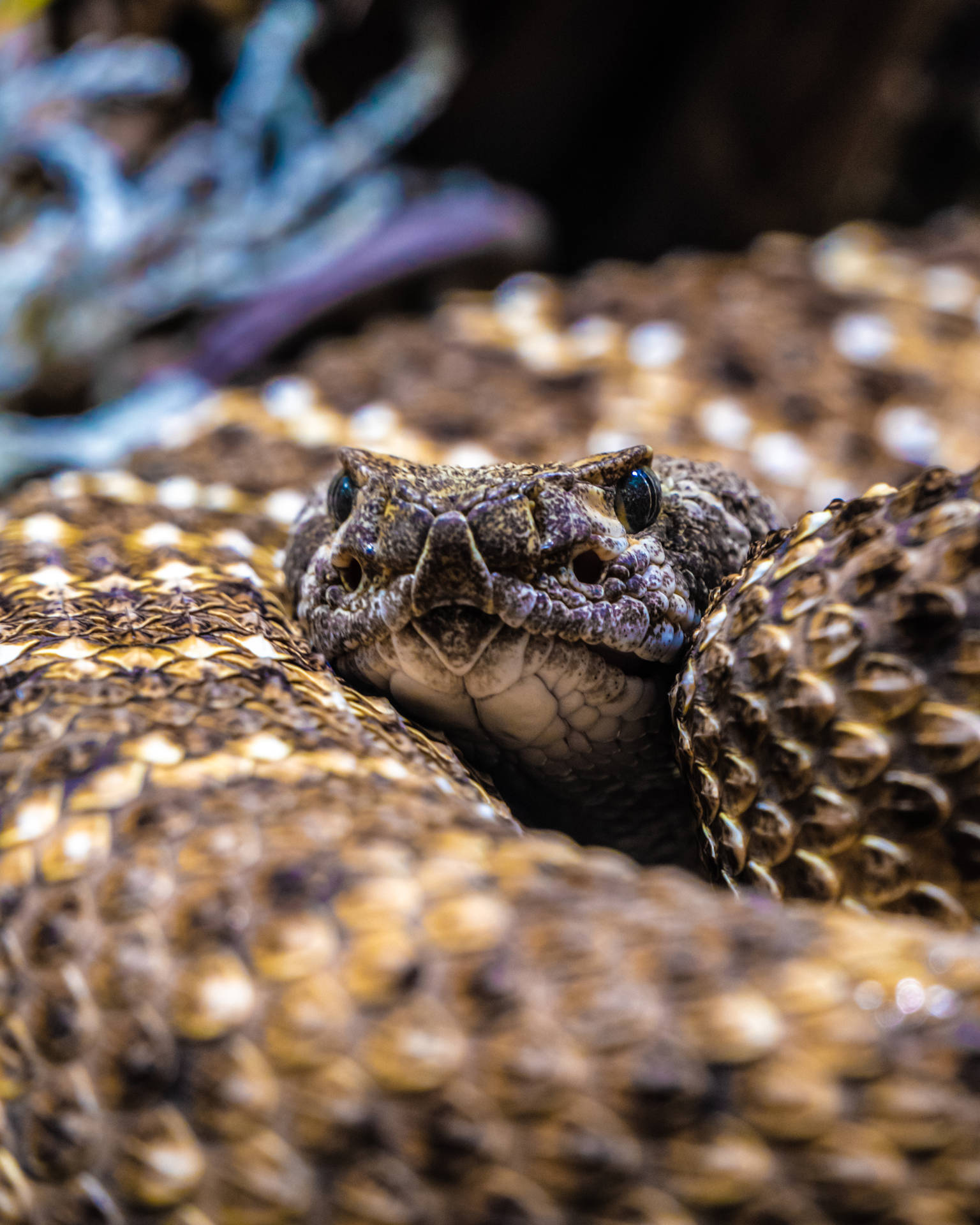 Gopher Snake Resting On A Coil