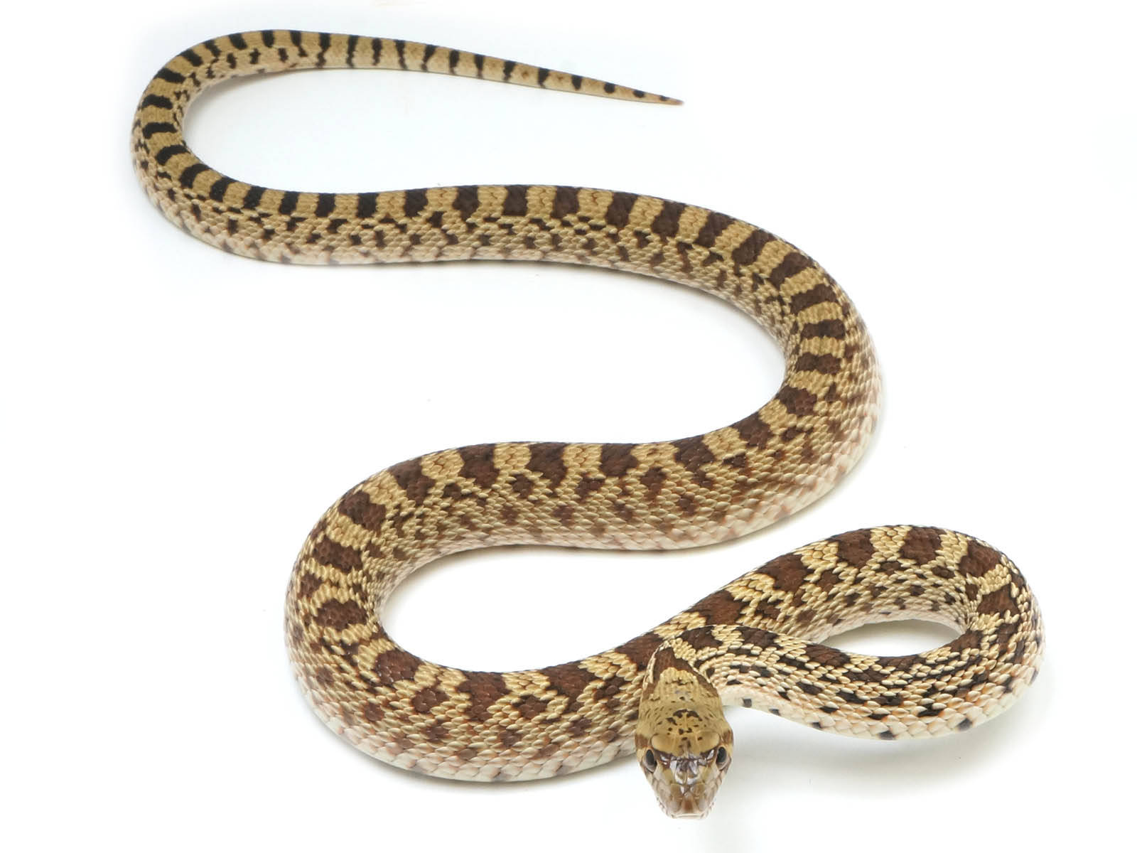 Gopher Snake Slithering On A Floor