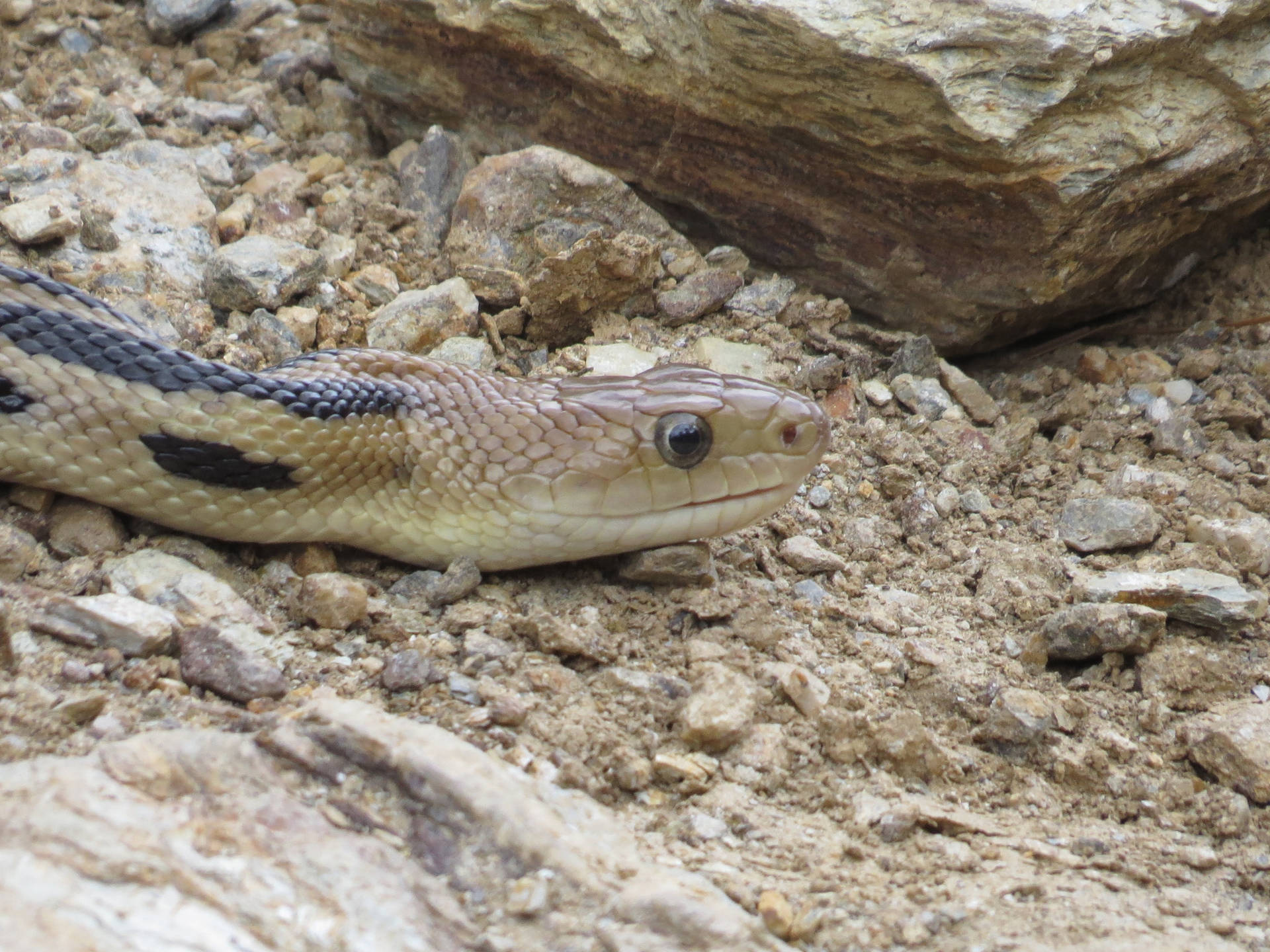 Gopher Snake Slithering On Rocky Ground Background