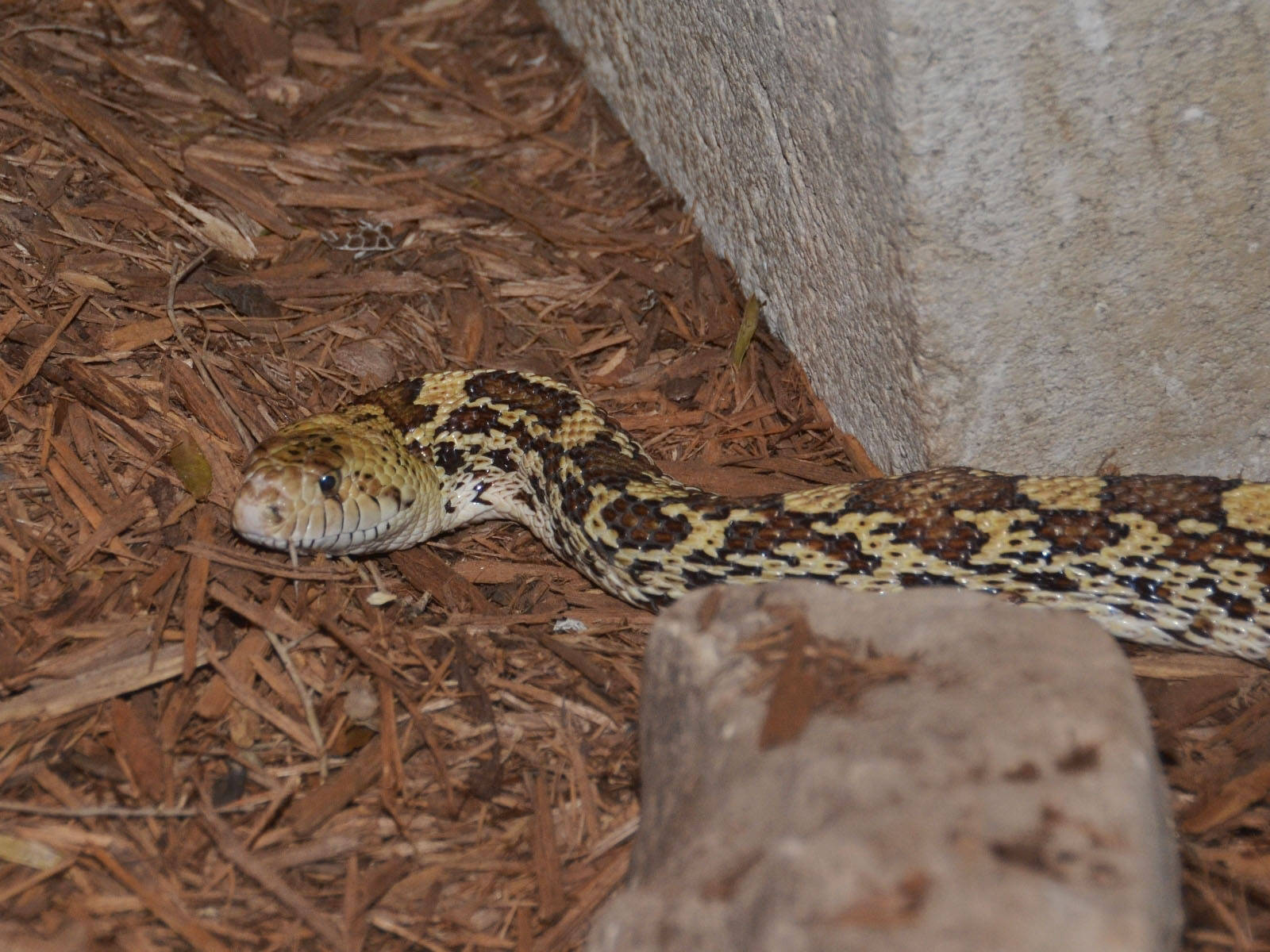 Gopher Snake Slithering On The Ground