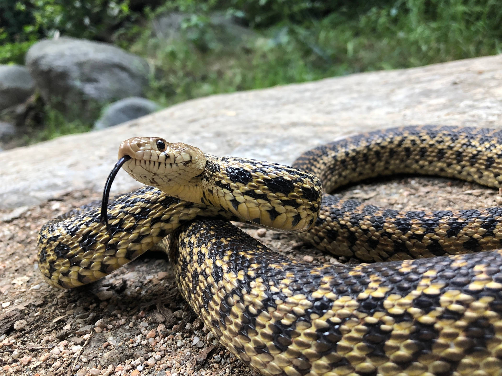 Gopher Snake With Black Forked Tongue