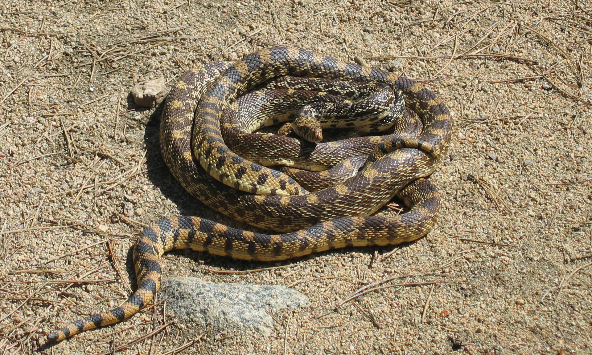 Gopher Snake With Black Patterned Scales